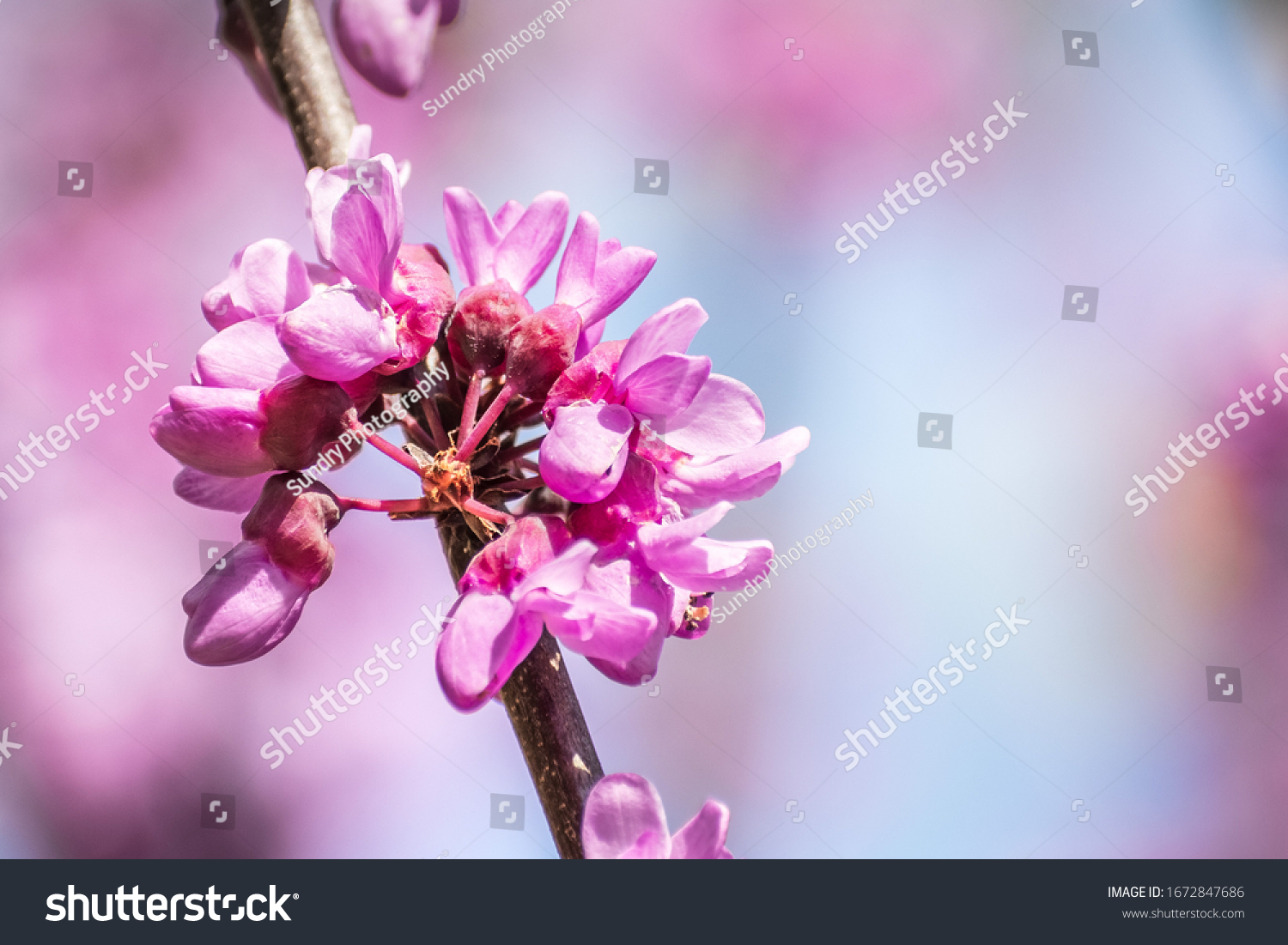 Close up of Western redbud (Cercis occidentalis) inflorescence, California #1672847686
