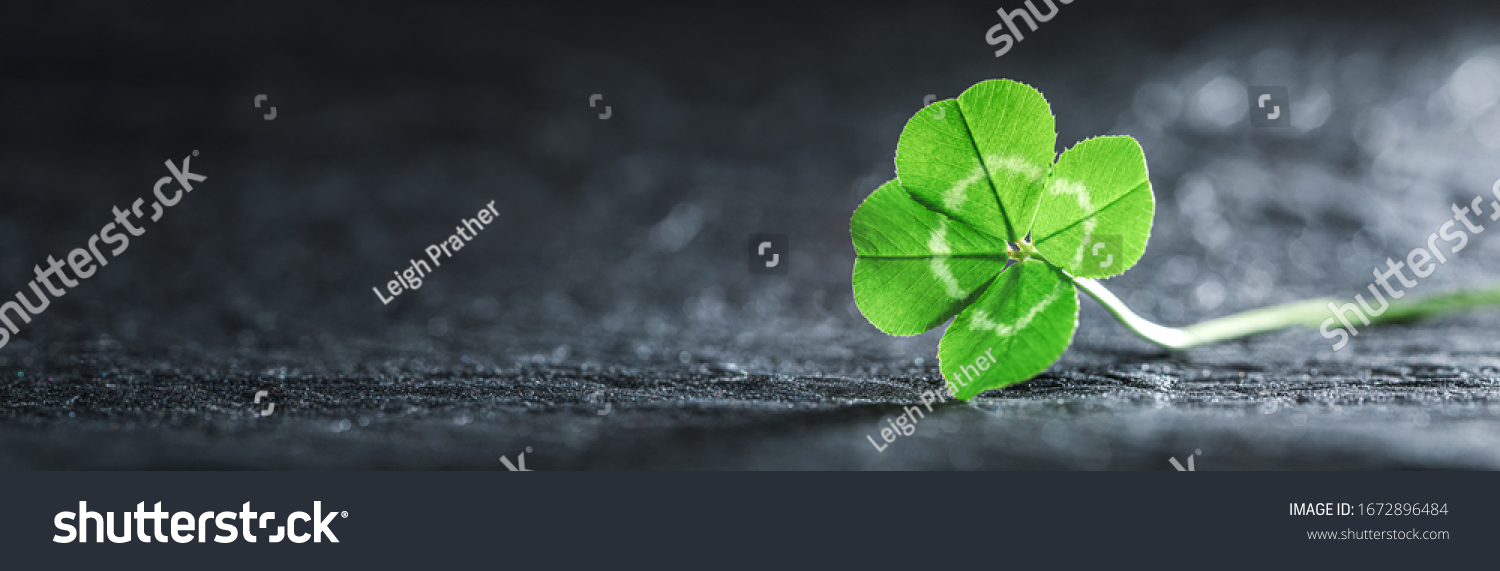 Bright green good luck four leaf clover. #1672896484