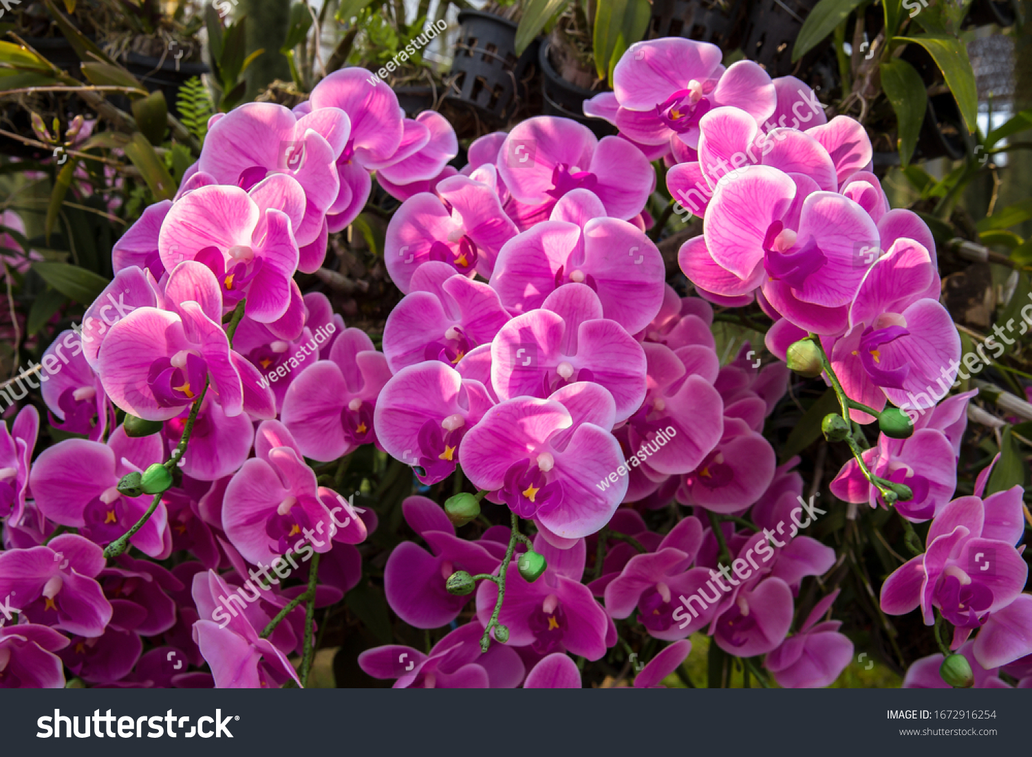 Orchid flower in orchid garden at winter or spring day. Orchid flower for postcard beauty and agriculture design. Beautiful orchid flower in garden #1672916254