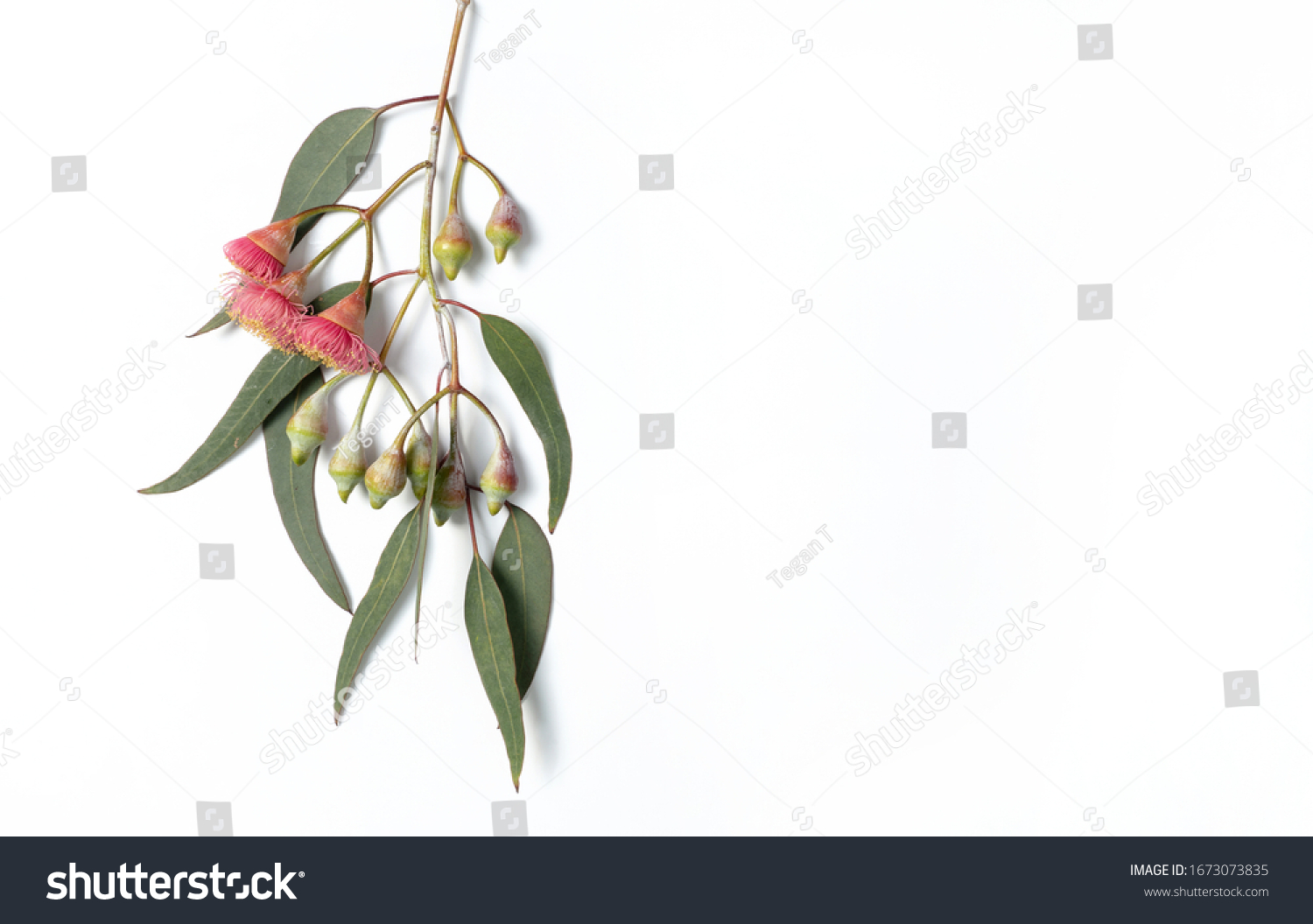 Australian native eucalyptus leaves and flowering gum nuts on a white background photographed from above. #1673073835