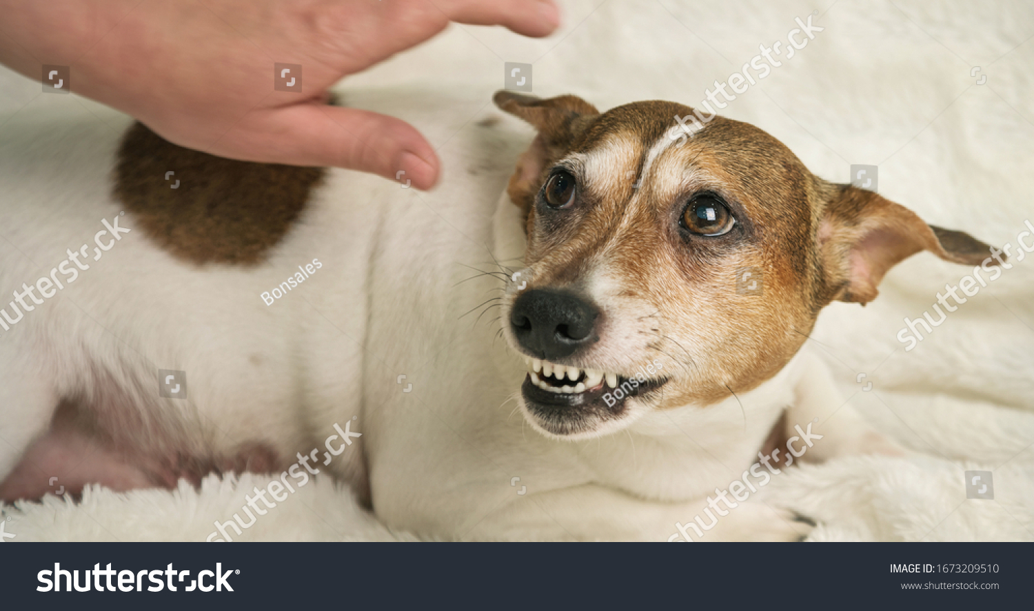 beautiful small white dog with brown spot lies on white towel and growls at lady hand over animal back at home close view #1673209510