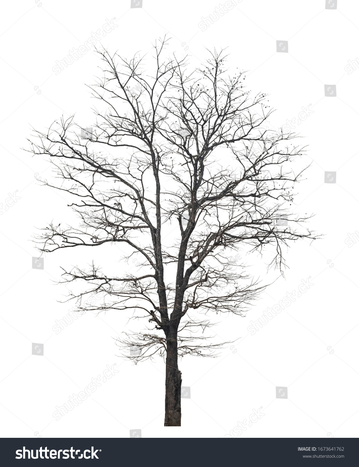 isolated death tree on white background with clipping path #1673641762