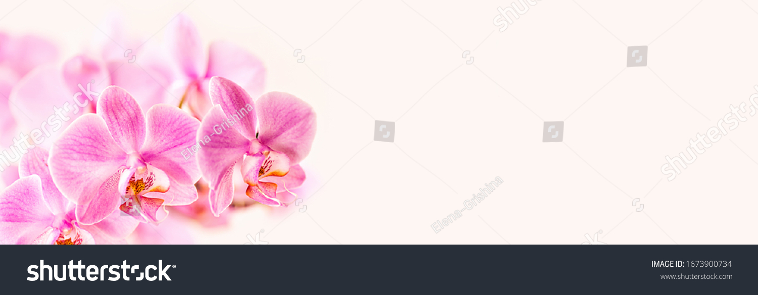Beautiful floral background. Pink phalaenopsis orchids on a light background. Pastel colors. Selective focus. Close up. #1673900734
