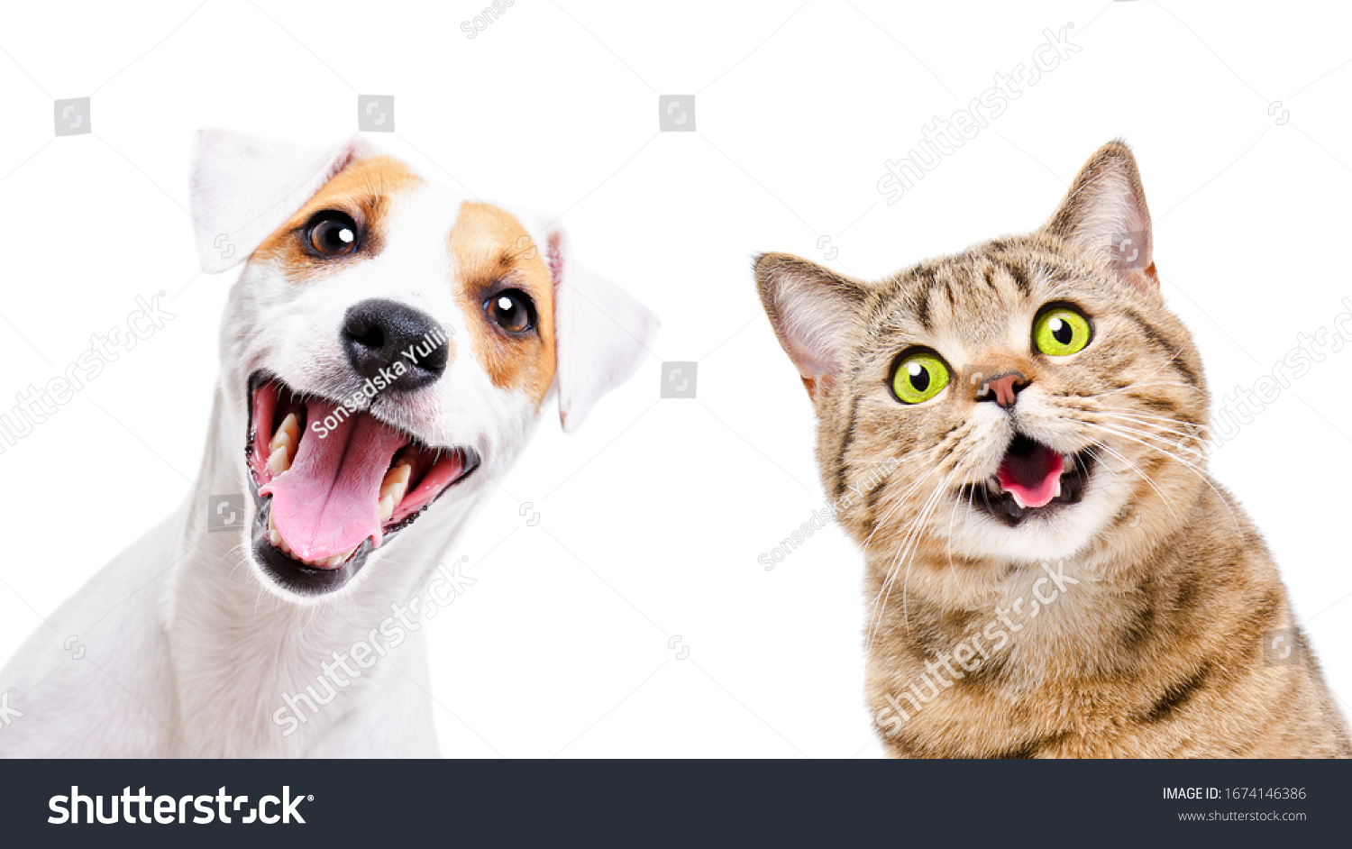 Portrait of  funny dog Jack Russell Terrier and cheerful cat Scottish Straight isolated on white backgroun #1674146386