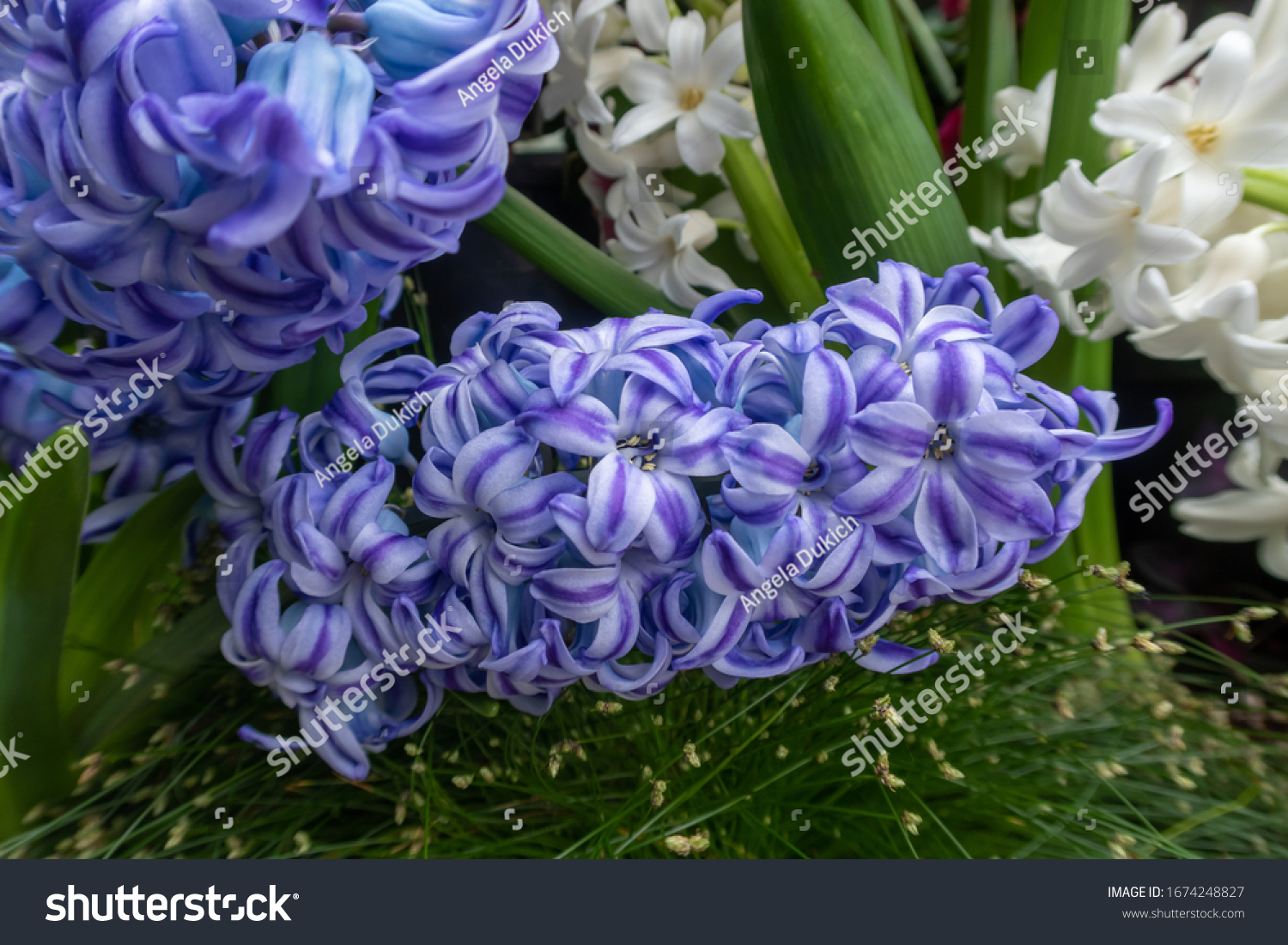 Close up of purple hyacinth blooms in a garden at WW Seymour Botanical Conservatory in Tacoma, Washington #1674248827