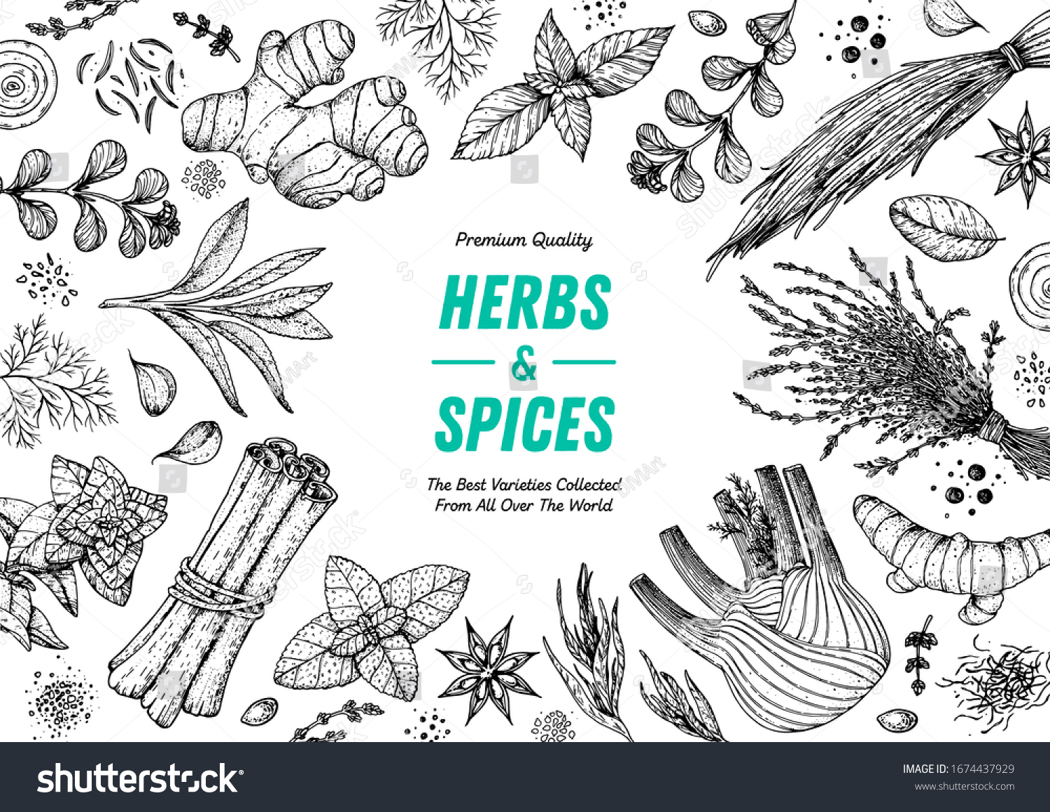 Herbs and spices hand drawn vector illustration. Aromatic plants. Hand drawn food sketch. Vintage illustration. Card design. Sketch style. Spice and herbs black and white design. #1674437929