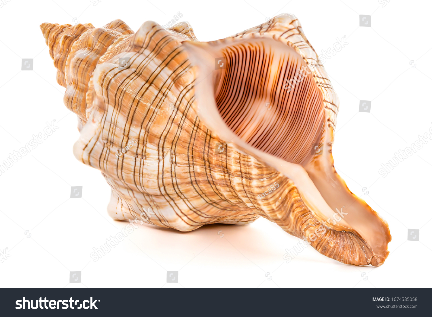 Focus stacking of a sea shell on white background #1674585058