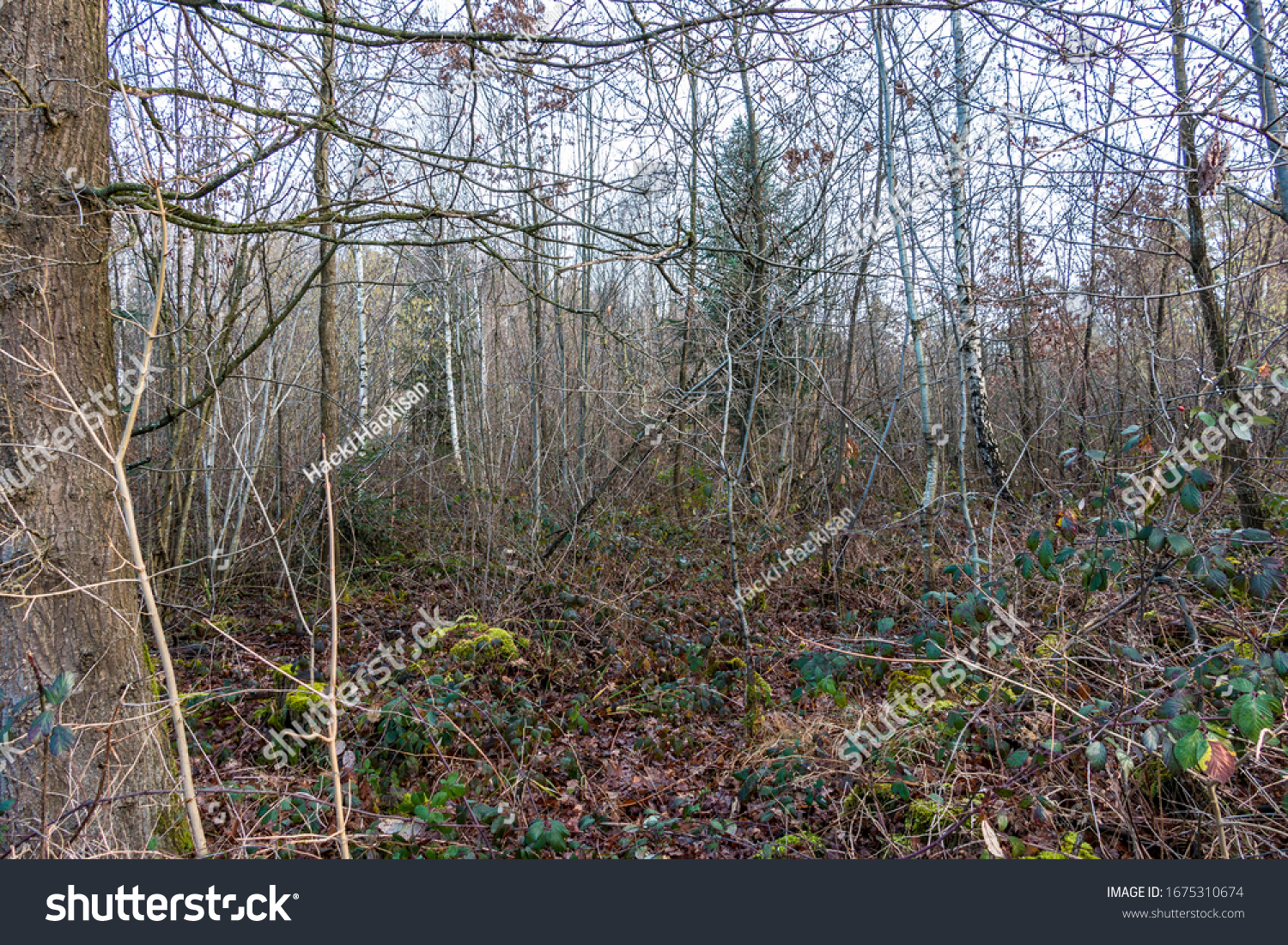 The wilderness of a big forest with thorns and spines #1675310674