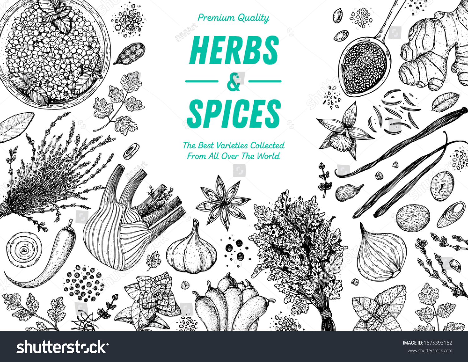 Herbs and spices hand drawn vector illustration. Aromatic plants. Hand drawn food sketch. Vintage illustration. Card design. Sketch style. Spice and herbs black and white design. #1675393162