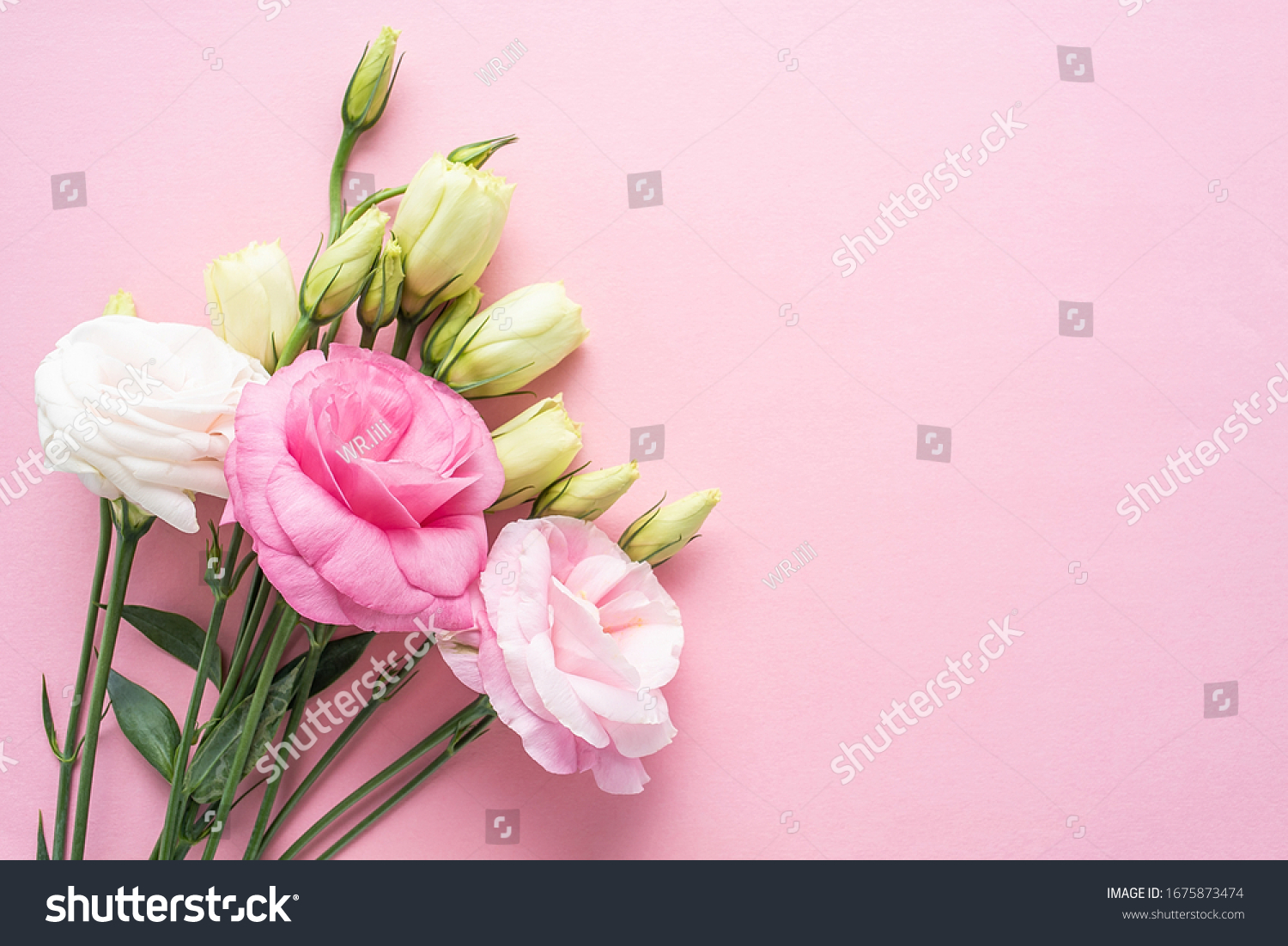 Bunch of beautiful eustoma flowers on pink background	 #1675873474