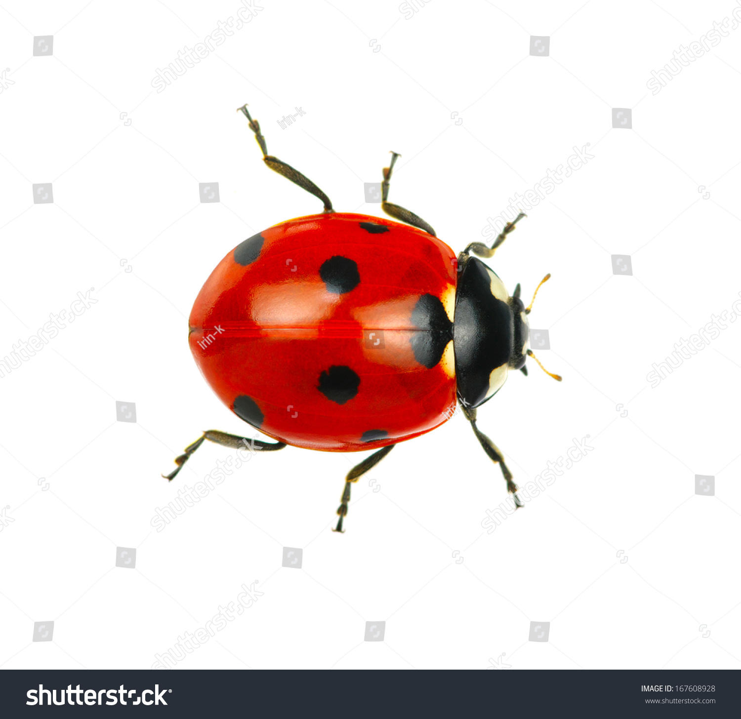  Ladybug isolated on white background #167608928