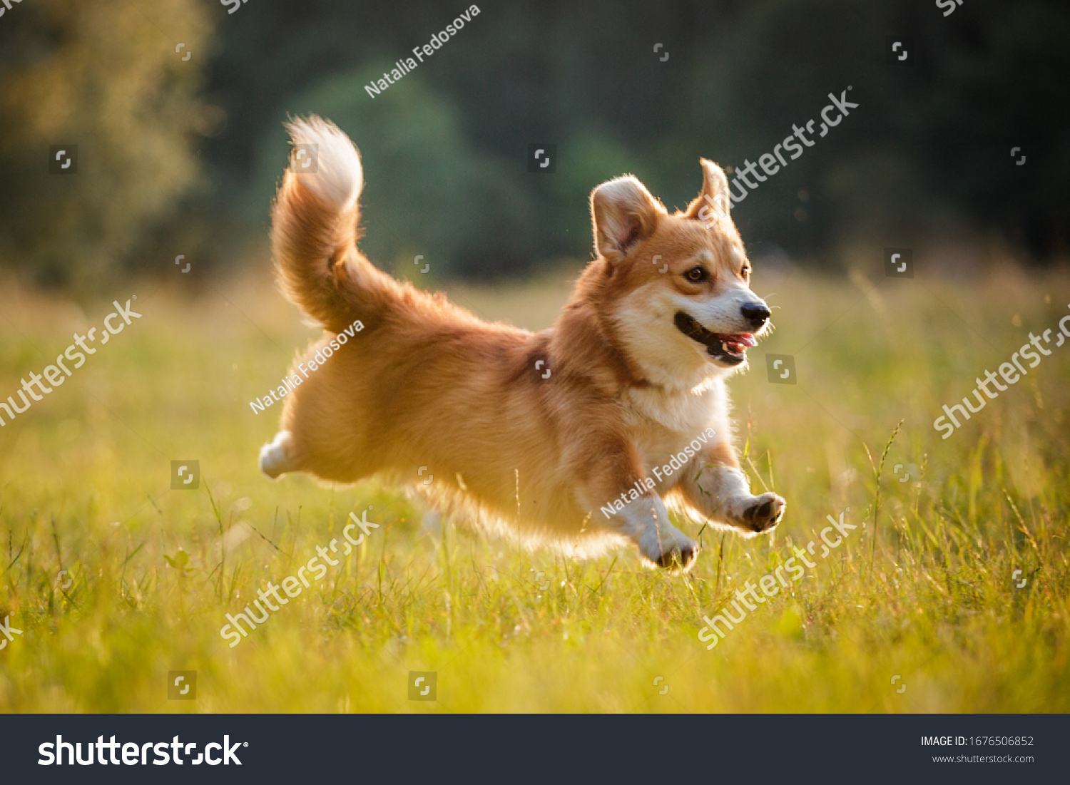 Corgi dog pembroke welsh corgi walking outdoor in summer park #1676506852