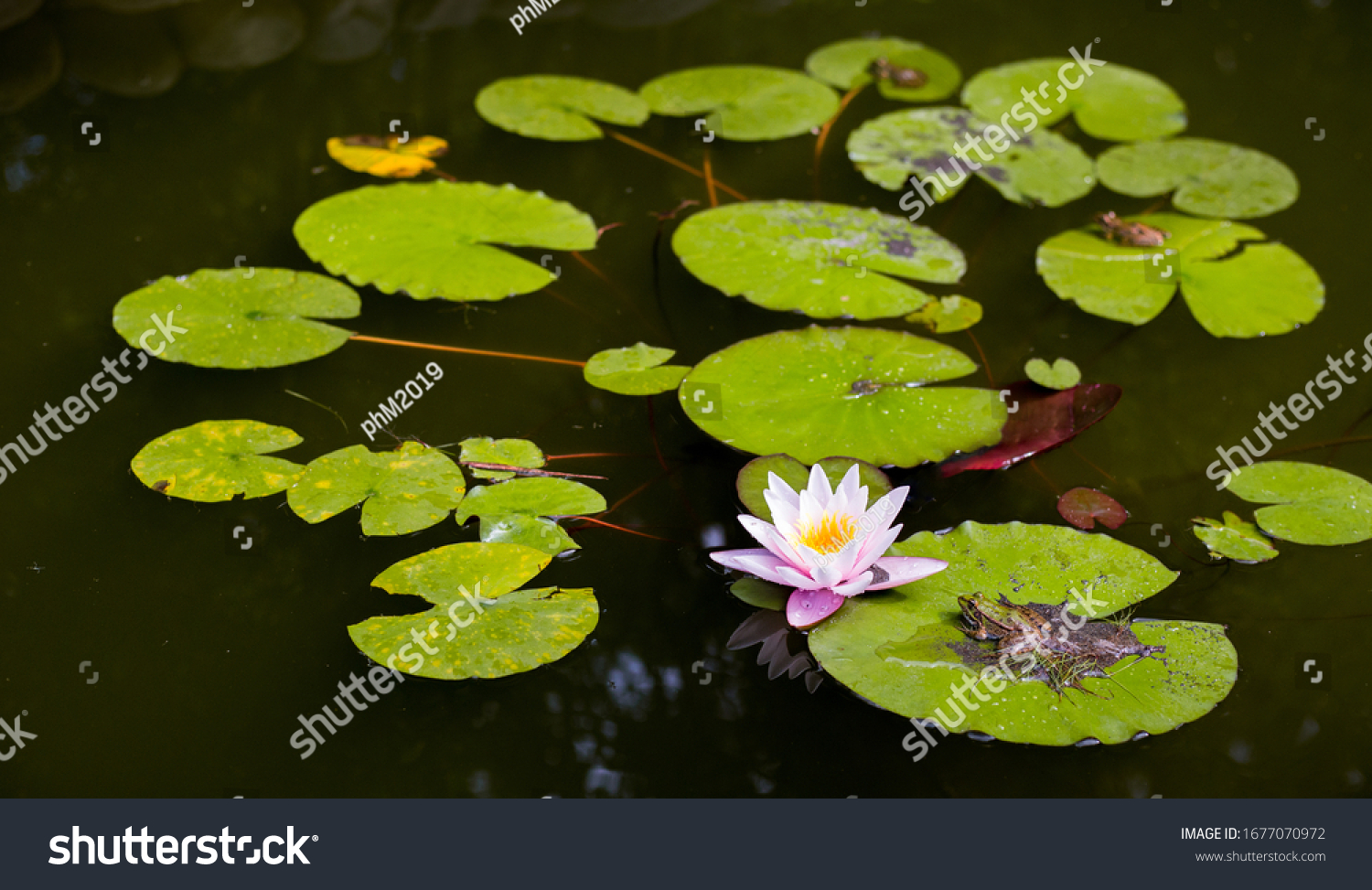 Lake with water-lily flowers on dark water. Beautiful pink water lily, Flower blooming #1677070972