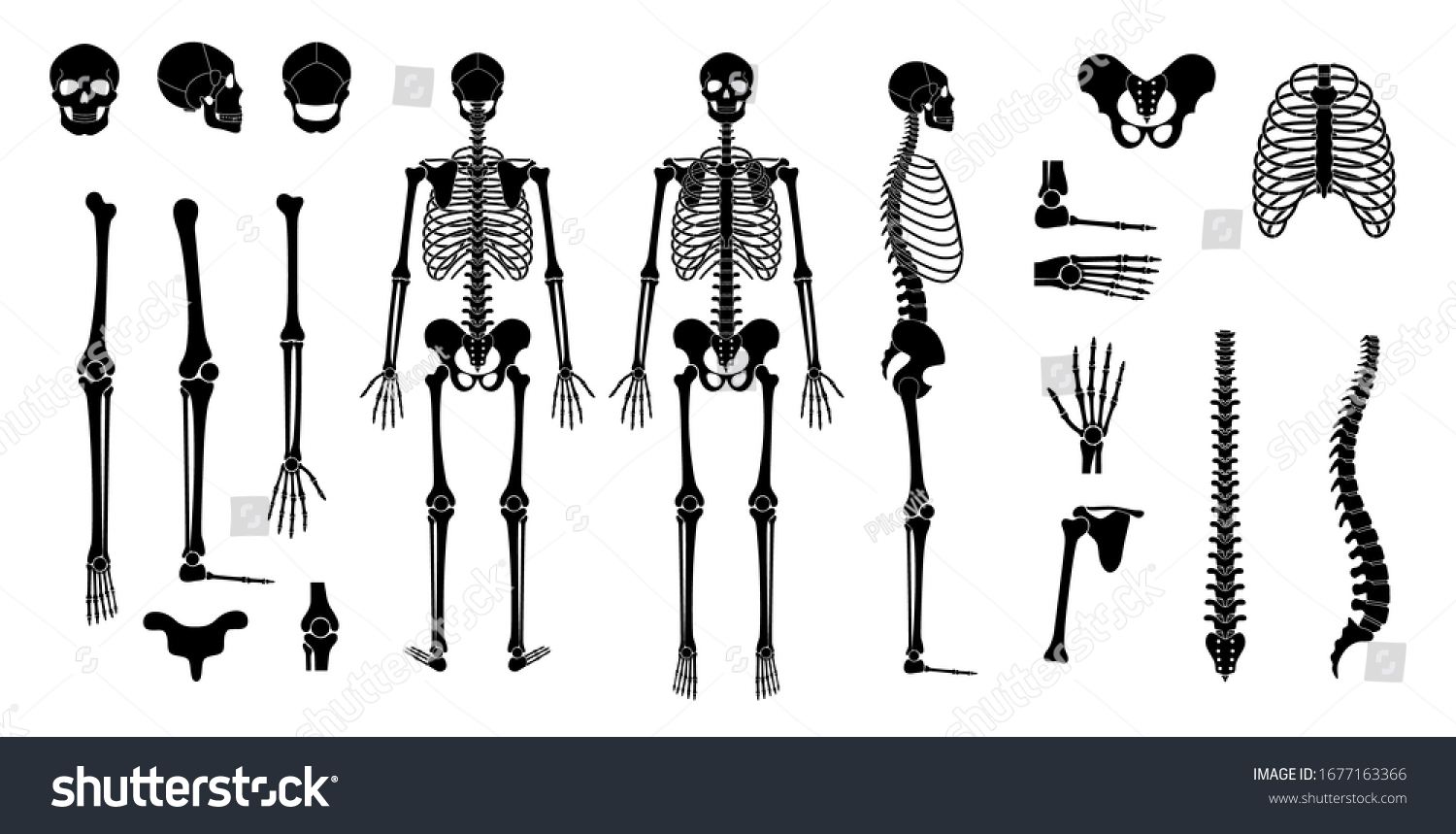 Human man skeleton anatomy in front, profile and back view. Vector isolated flat illustration of skull and bones. Halloween, medical, educational or science banner
 #1677163366