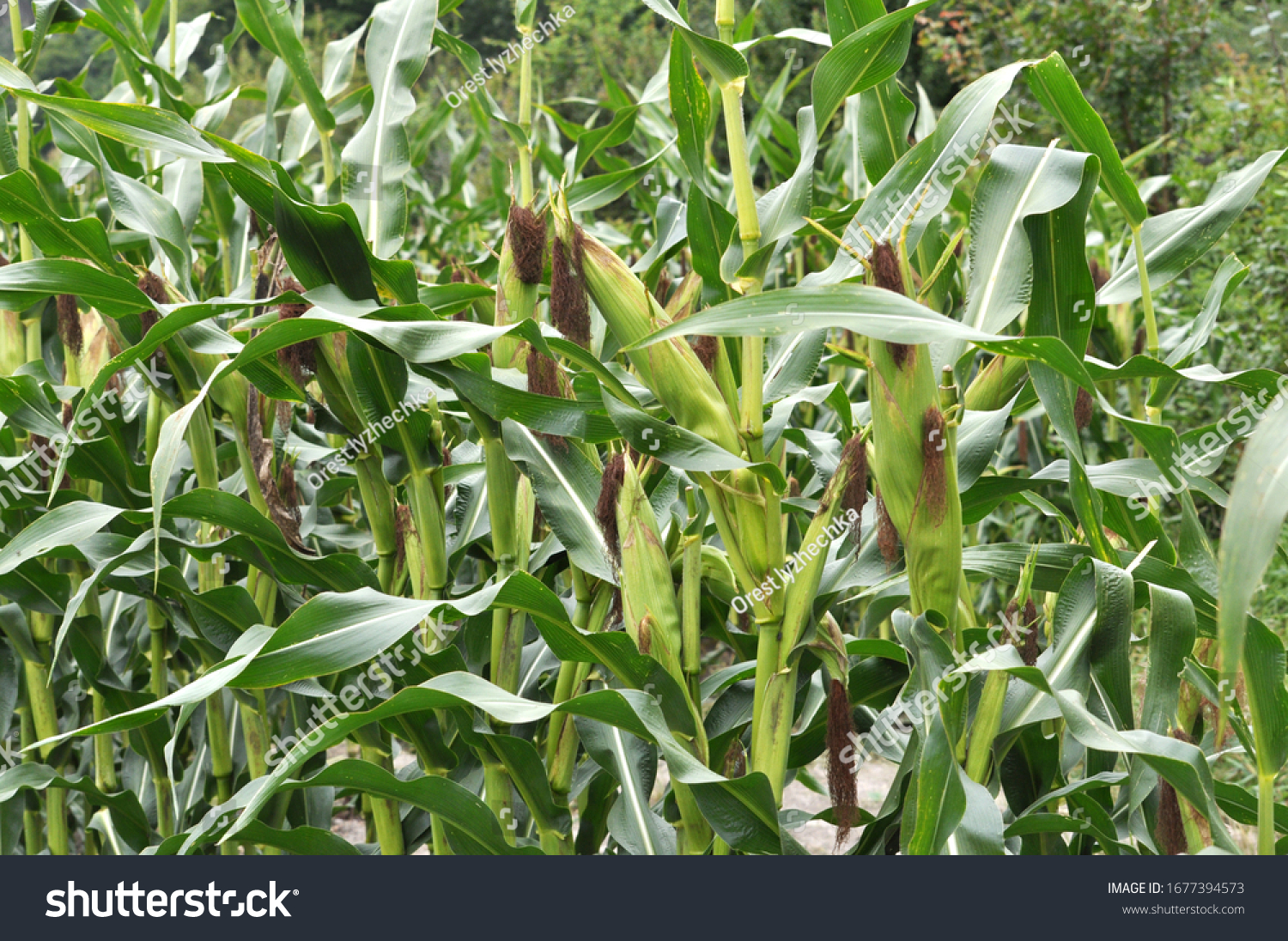 On a farmer's field, a cob ripens on a corn stalk #1677394573