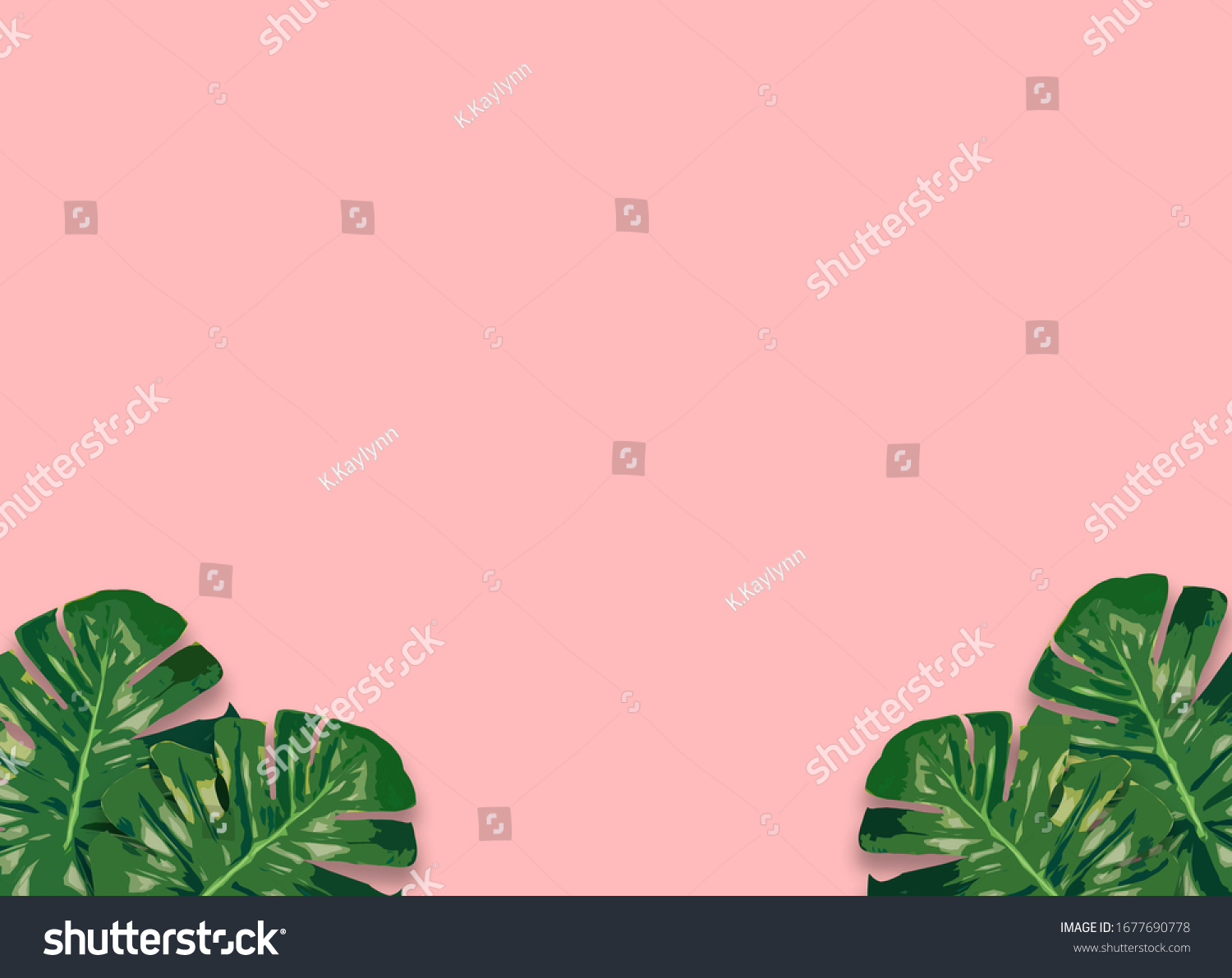 Monstera plant leaves,clipping path included.Flat lay, top view #1677690778