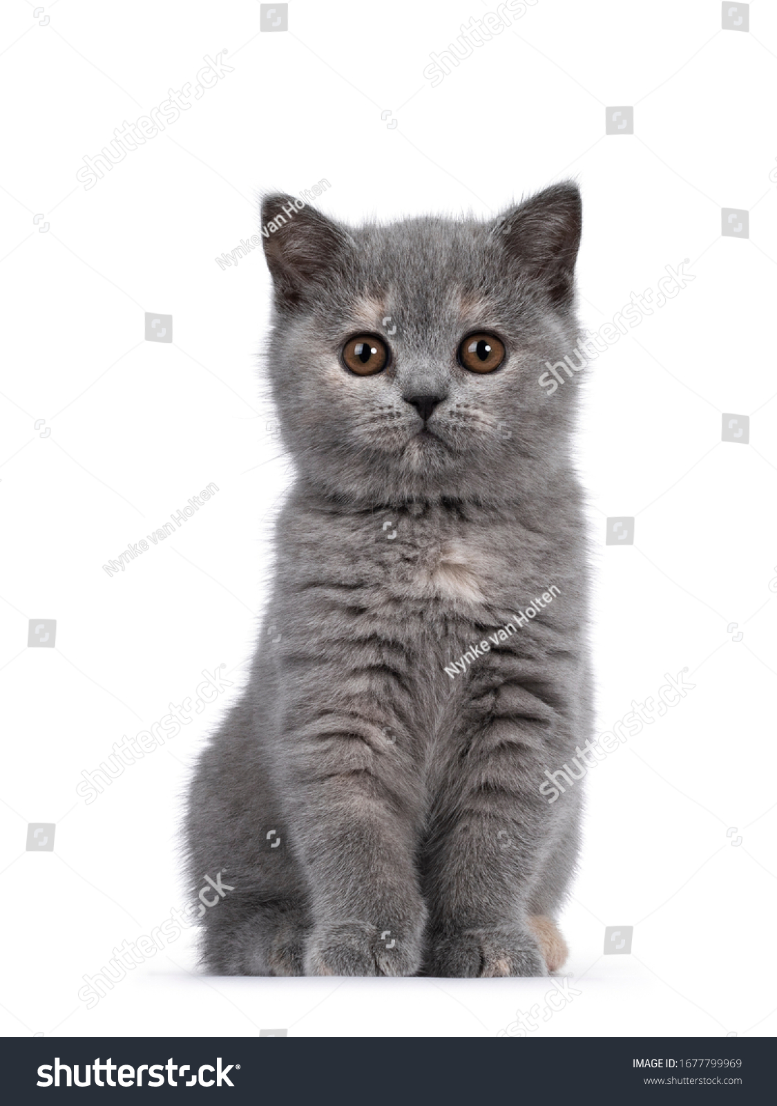 Cute blue tortie British Shorthair cat kitten, sitting proudly up facing front. Looking straight at camera with brown eyes. Isolated on white background. #1677799969
