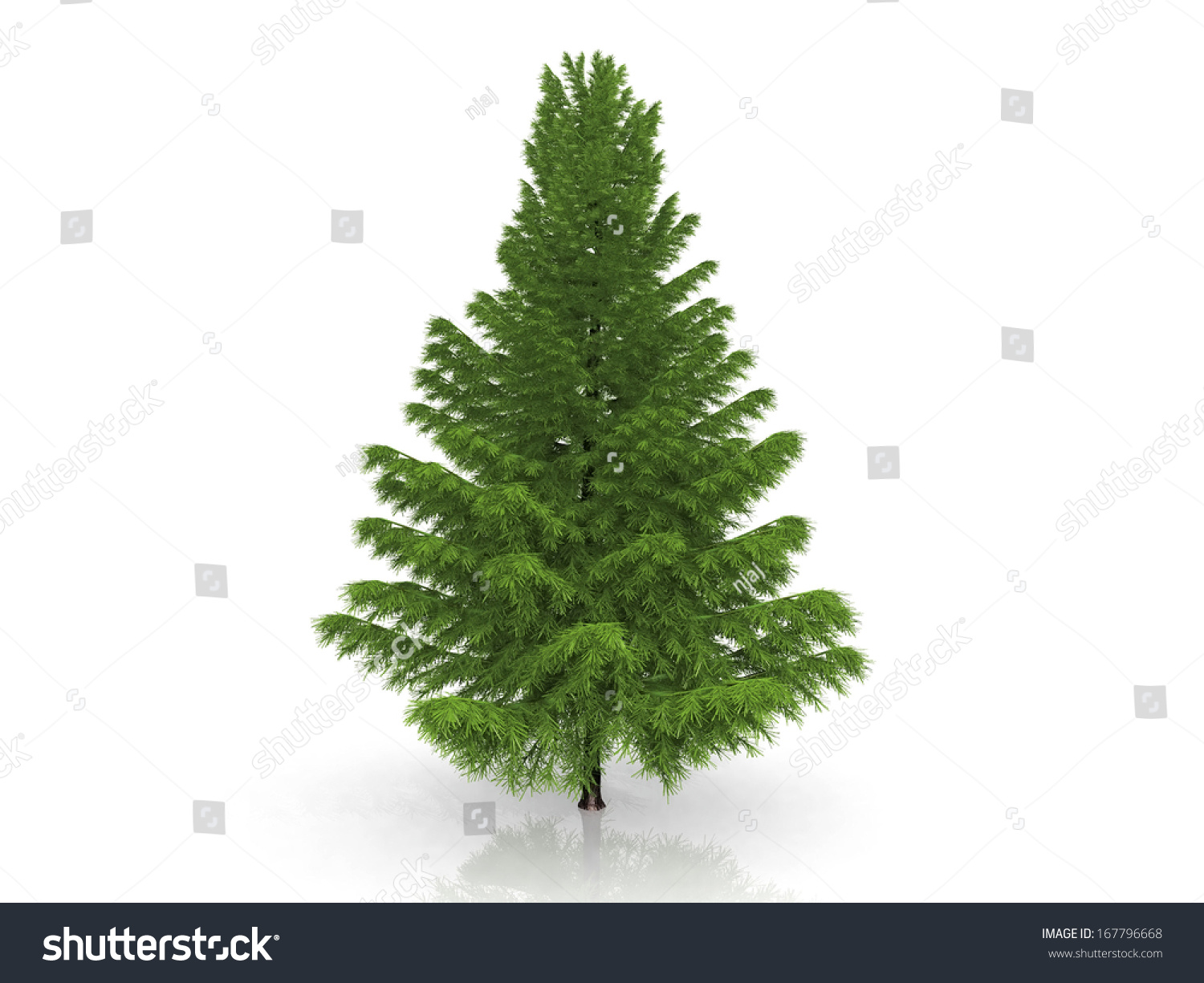 green fir on a white background #167796668