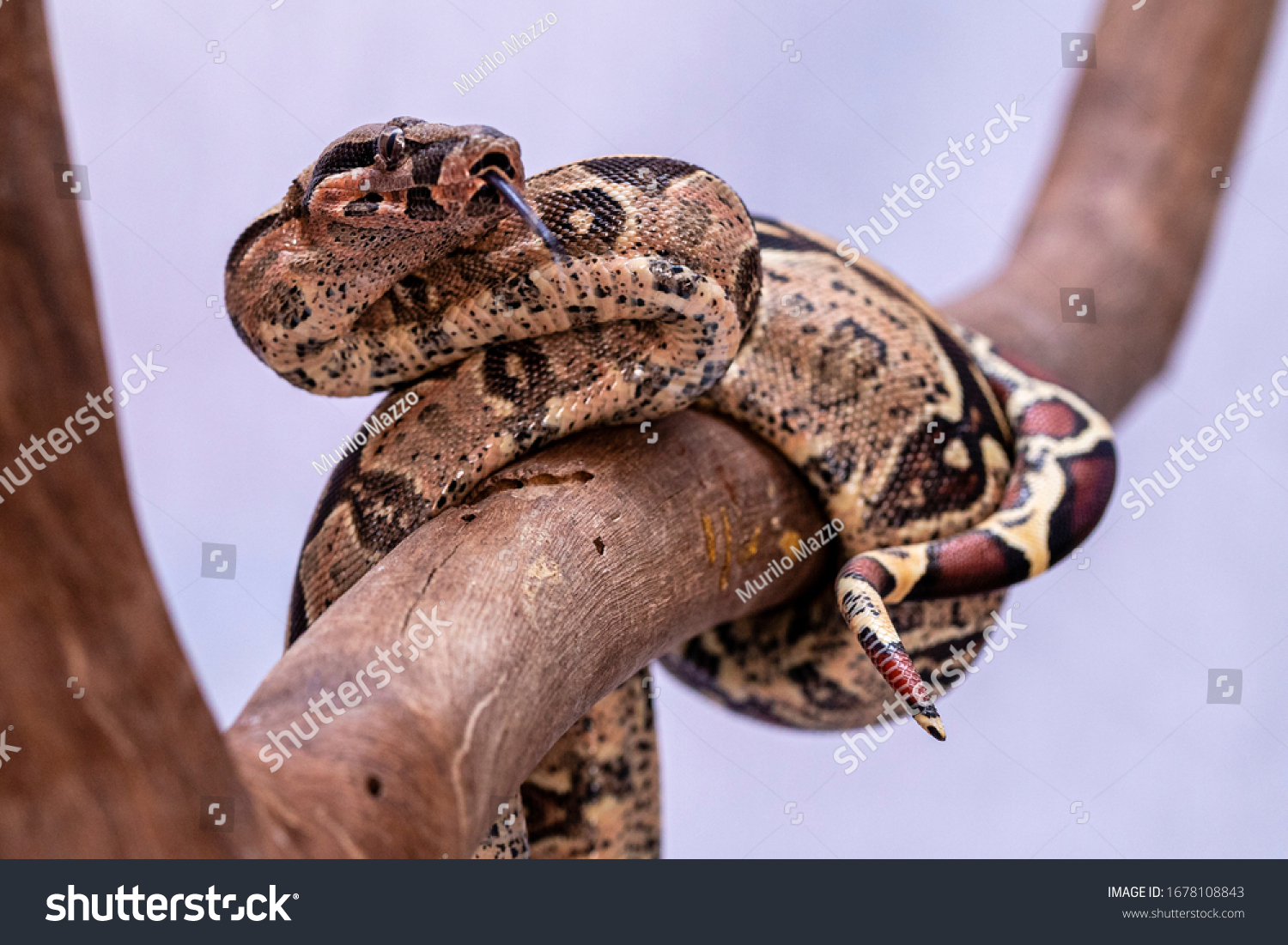 The boa constrictor (Boa constrictor), also called the red-tailed boa or the common boa, is a species of large, non-venomous, heavy-bodied snake that is frequently kept and bred in captivity #1678108843