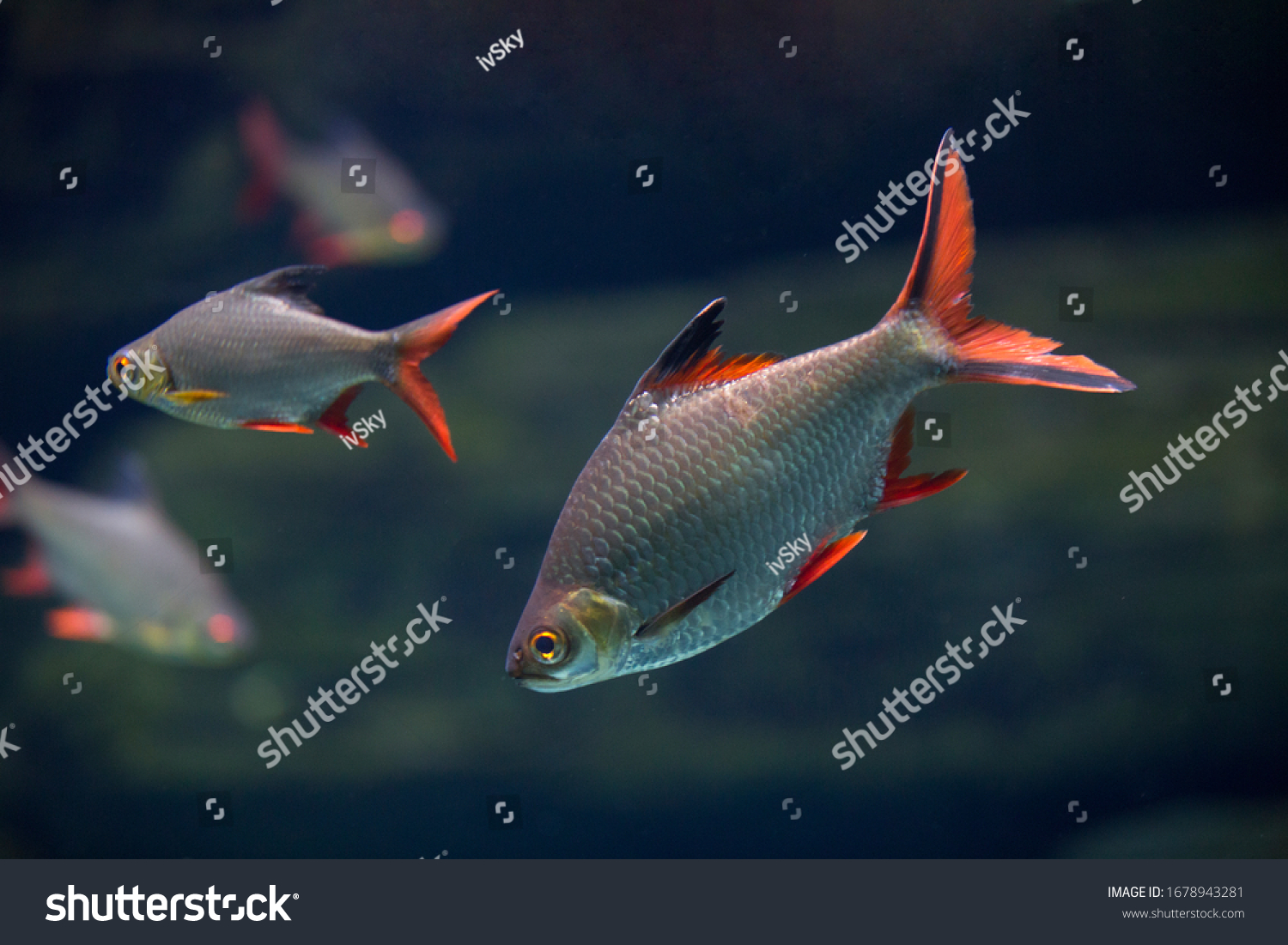 Barbonymus altus – Red-tailed Tinfoil Barb in freshwater aquarium #1678943281