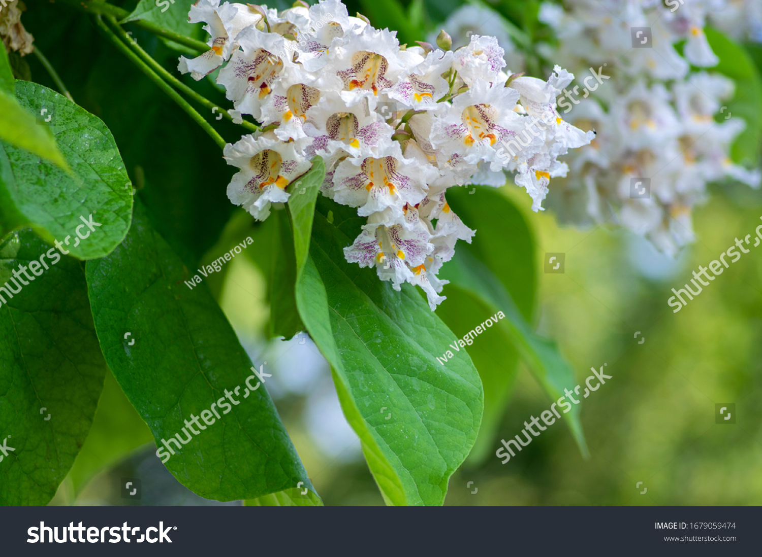 Catalpa bignonioides medium sized deciduous ornamental flowering tree, branches with groups of white cigartree flowers, buds and green leaves #1679059474