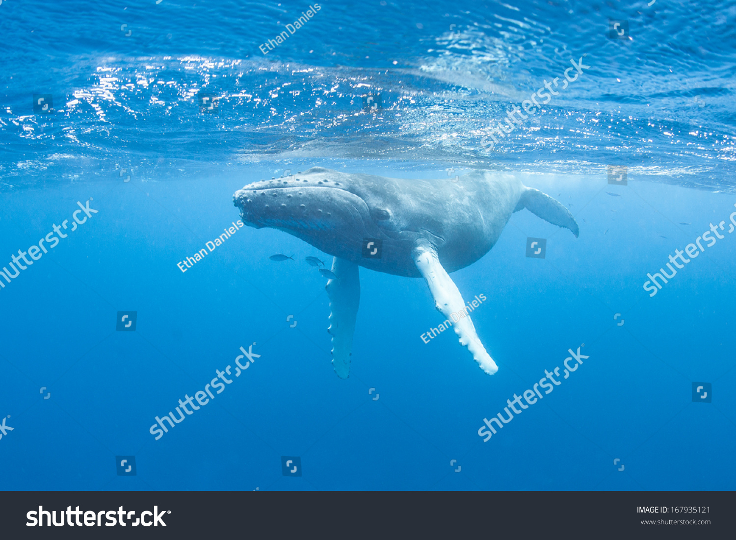 A young Humpback whale (Megaptera novaeangliae) swims at the surface of the Caribbean Sea, near where it was born. The calf will soon migrate north with its mother to feeding grounds off New England. #167935121