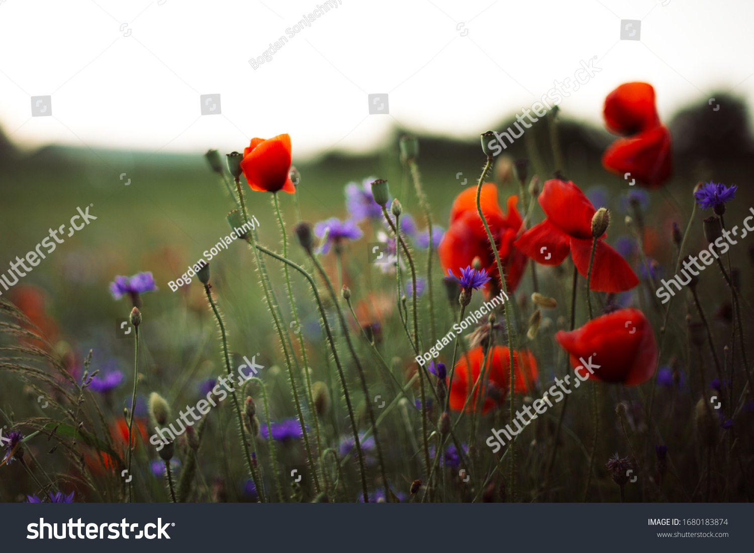 Poppy and cornflowers in sunset light in summer meadow, selective focus. Atmospheric beautiful moment. Wildflowers in warm light, flowers close up in countryside. Rural simple life #1680183874