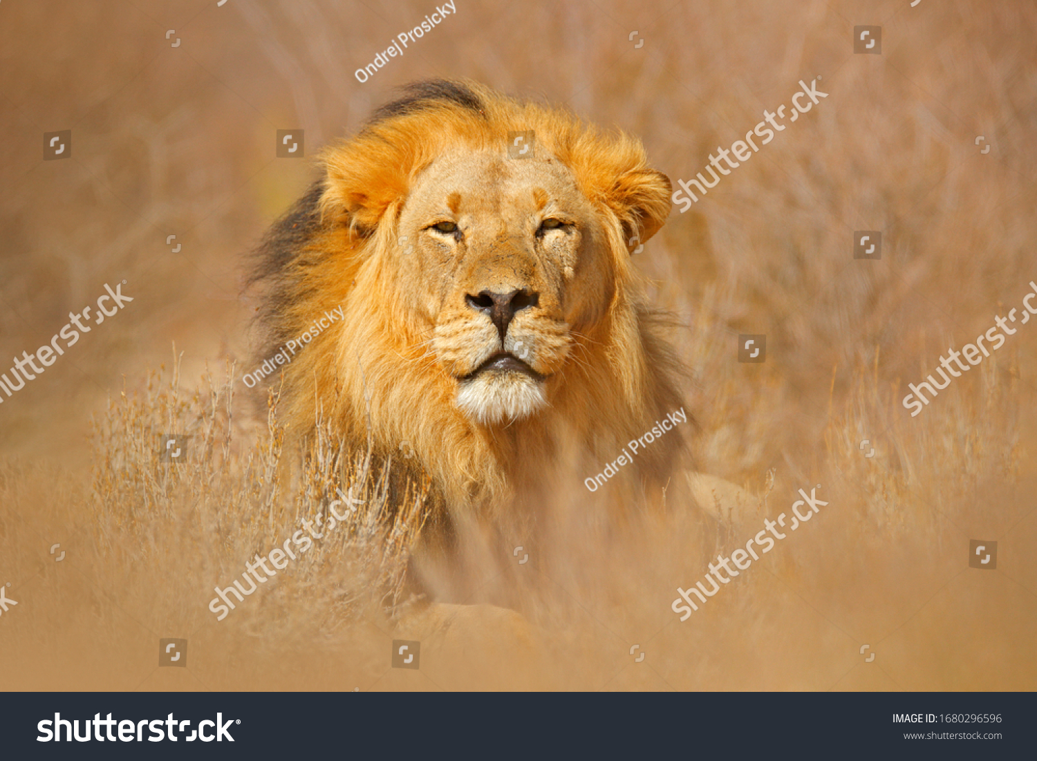 African lion. Kgalagadi black mane lion. African danger animal, Panthera leo, detail of big, Botswana, Africa. Cats in nature habitat. Wild cat in the desert habitat, sunny evening hot day. #1680296596