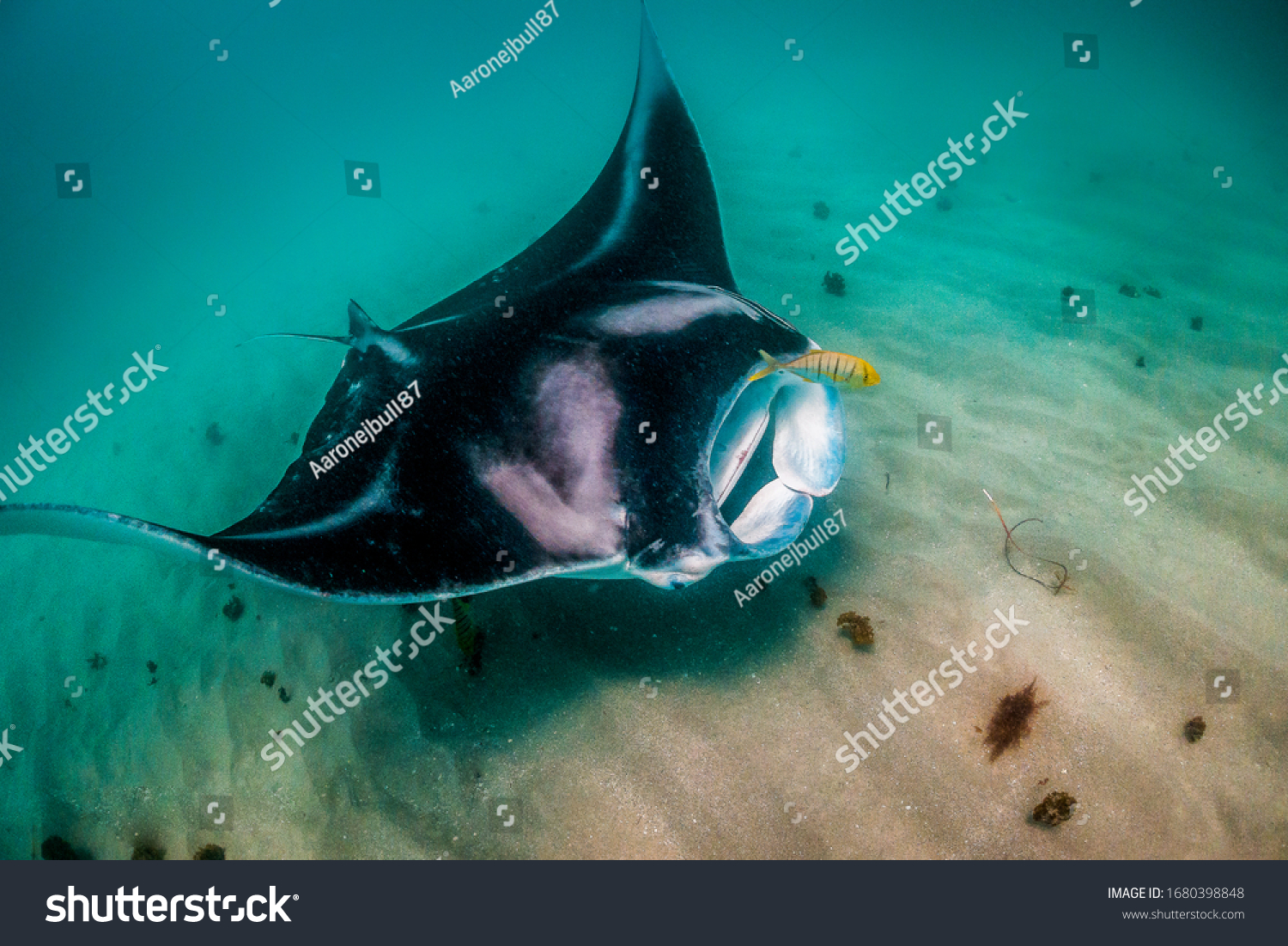 Giant Manta Ray swimming freely in open ocean #1680398848