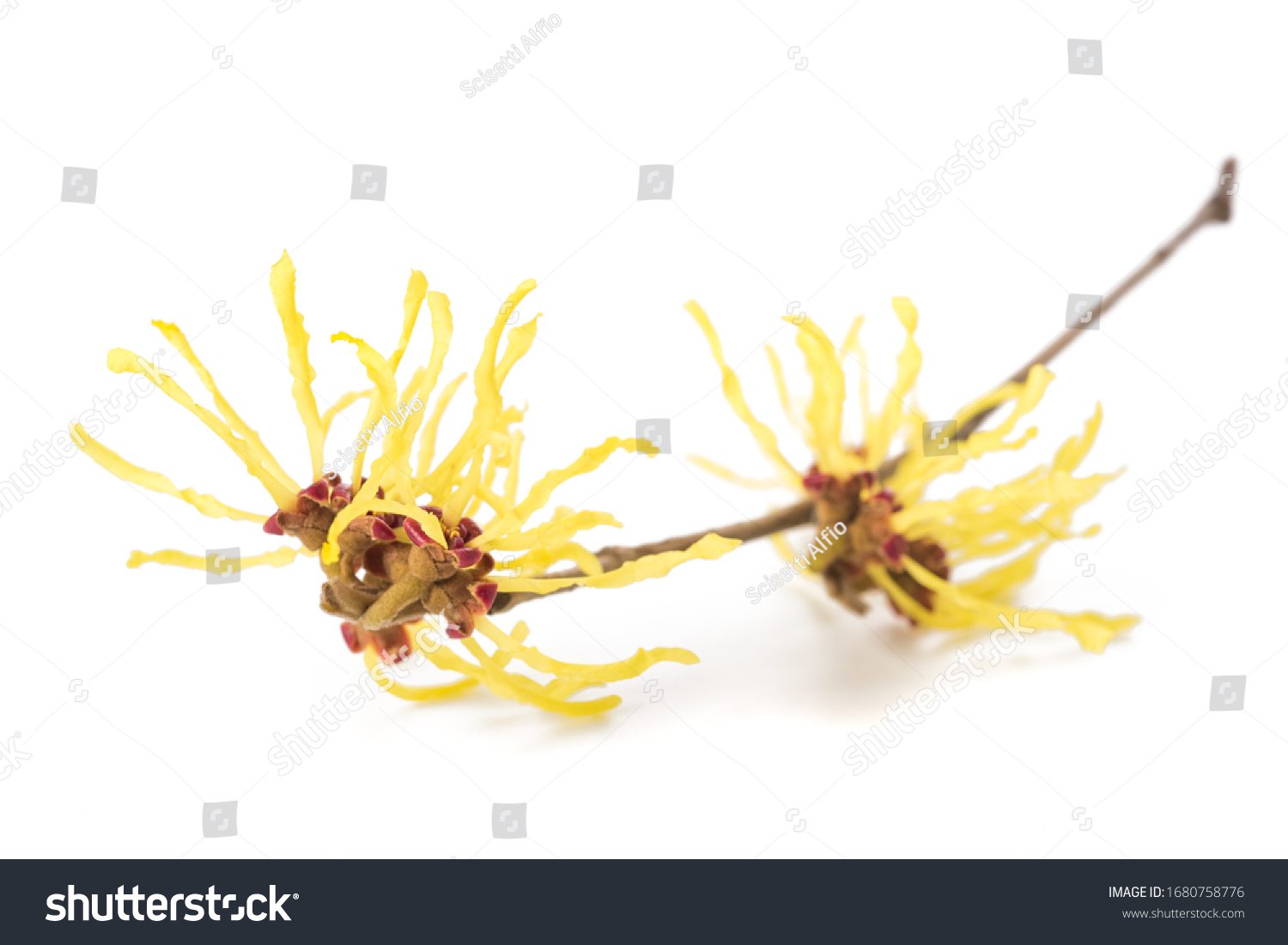 American witch hazel flower isolated on white background #1680758776