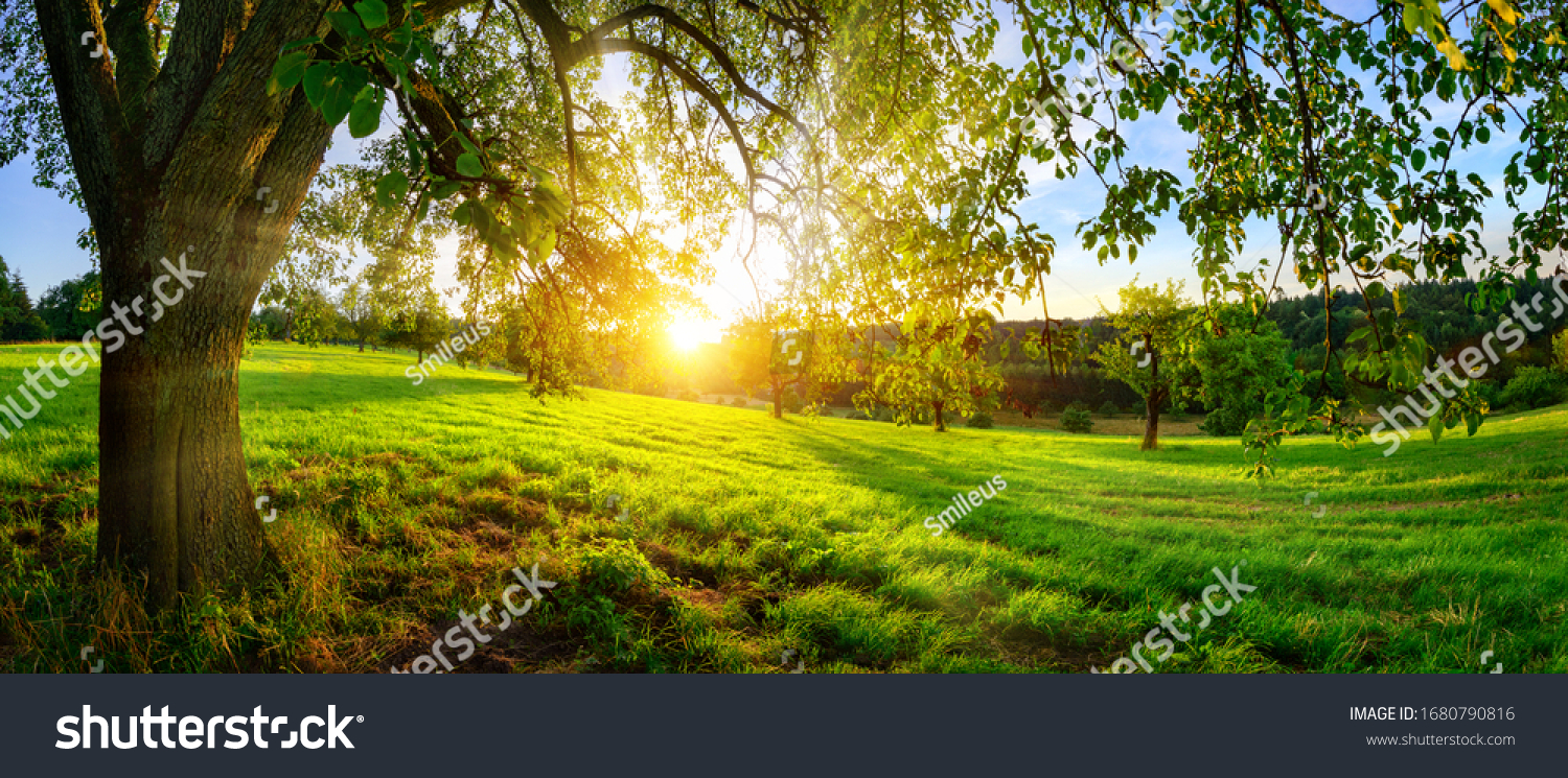 Sunset view from under a tree on a green meadow with hills on the horizon #1680790816