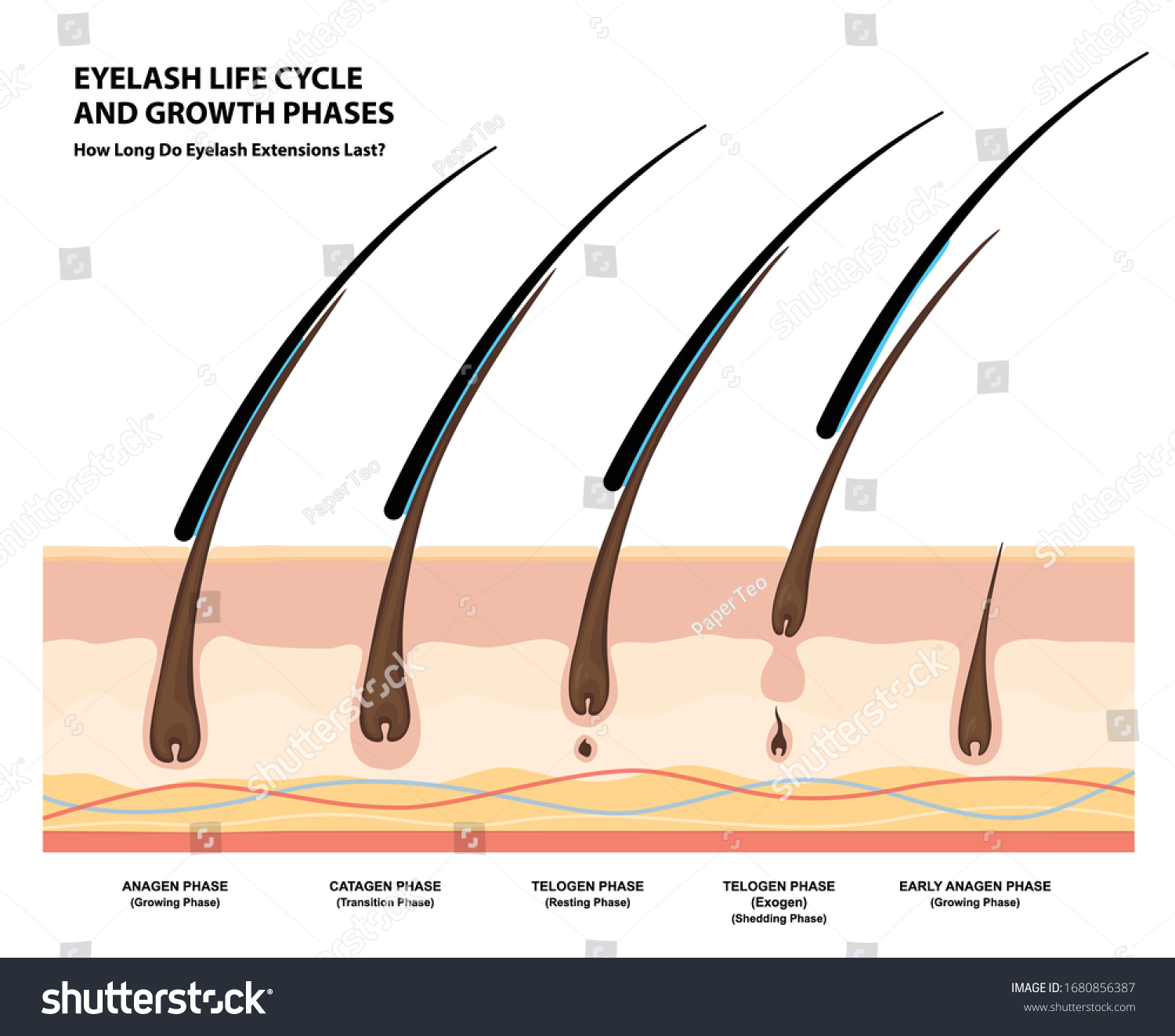 Eyelash Life Cycle and Growth Phases. How Long Do Eyelash Extensions Stay On. Macro, Selective Focus. Guide. Infographic Vector Illustration  #1680856387