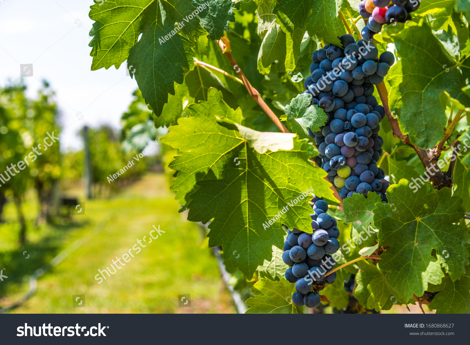 Red grapes on a vine in a vineyard in Mendoza on a sunny day #1680868627