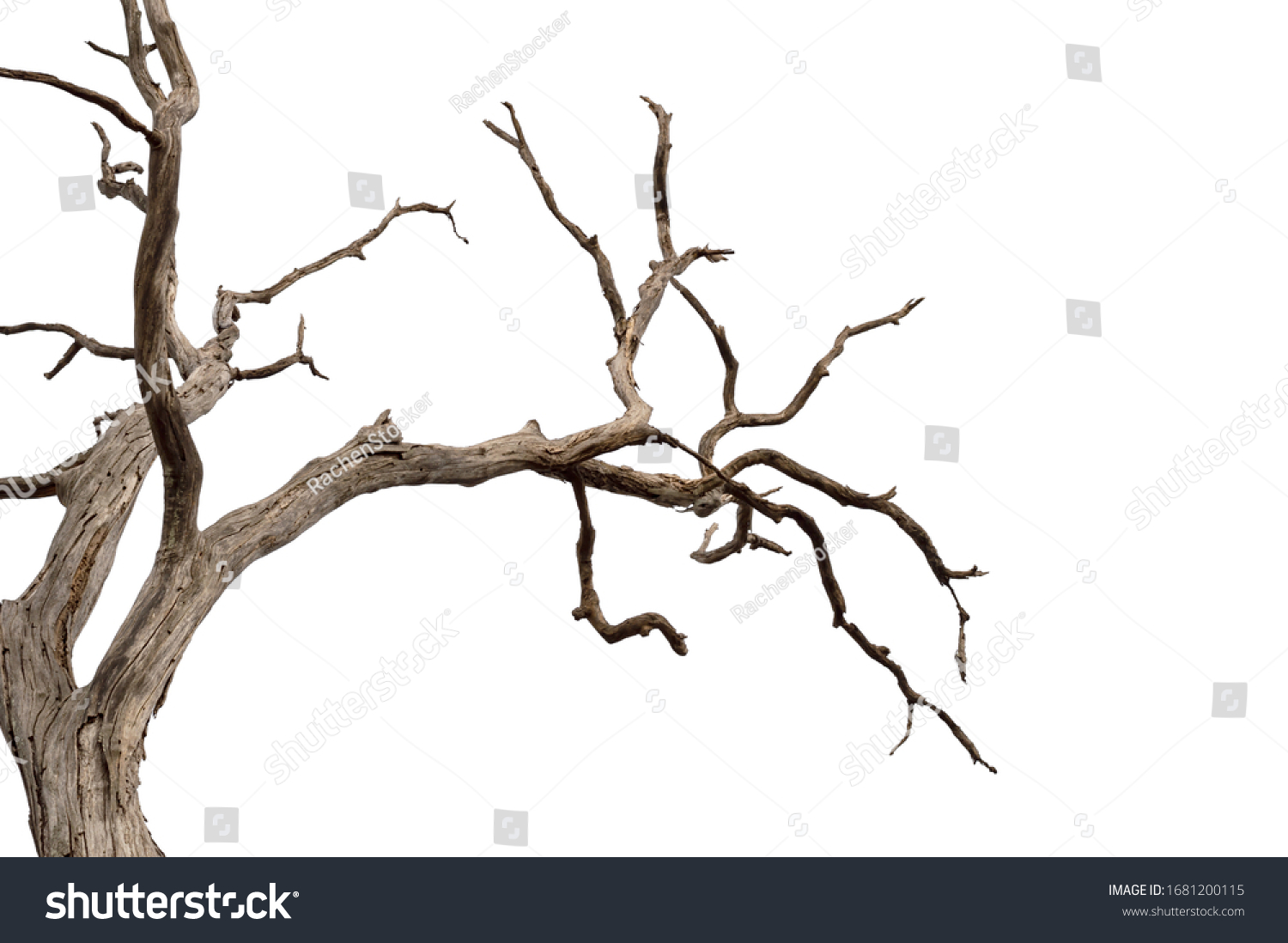 Dry branch of dead tree with cracked dark bark.beautiful dry branch of tree isolated on white background.Single old and dead tree.Dry wooden stick from the forest isolated on white background . #1681200115