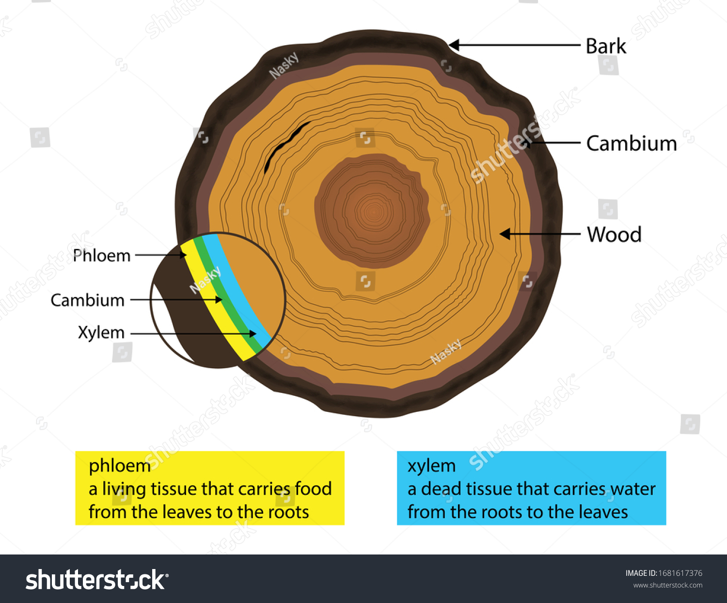 illustration of biology, Beneath a tree's bark is a layer of living tissue just one or two cells thick, xylem and phloem diagram