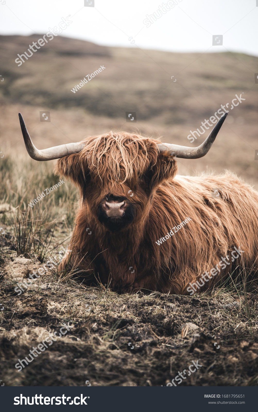 Scottish highland cow, portrait photo #1681795651