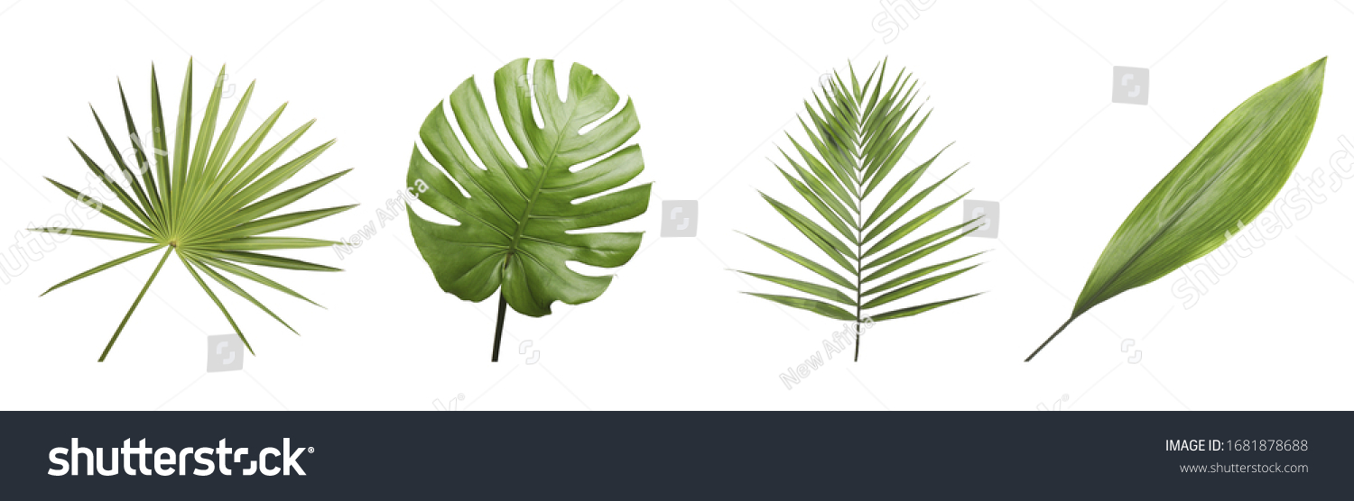 Set of different fresh tropical leaves on white background. Banner design #1681878688