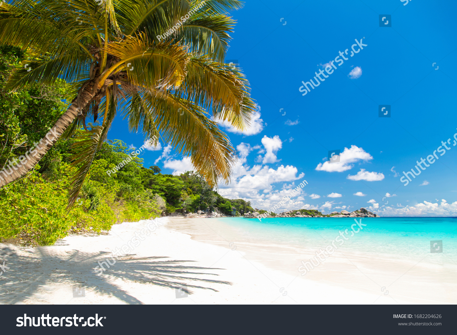 Touched tropical beach in similan island,Coconut tree or palm tree on the Beach. #1682204626
