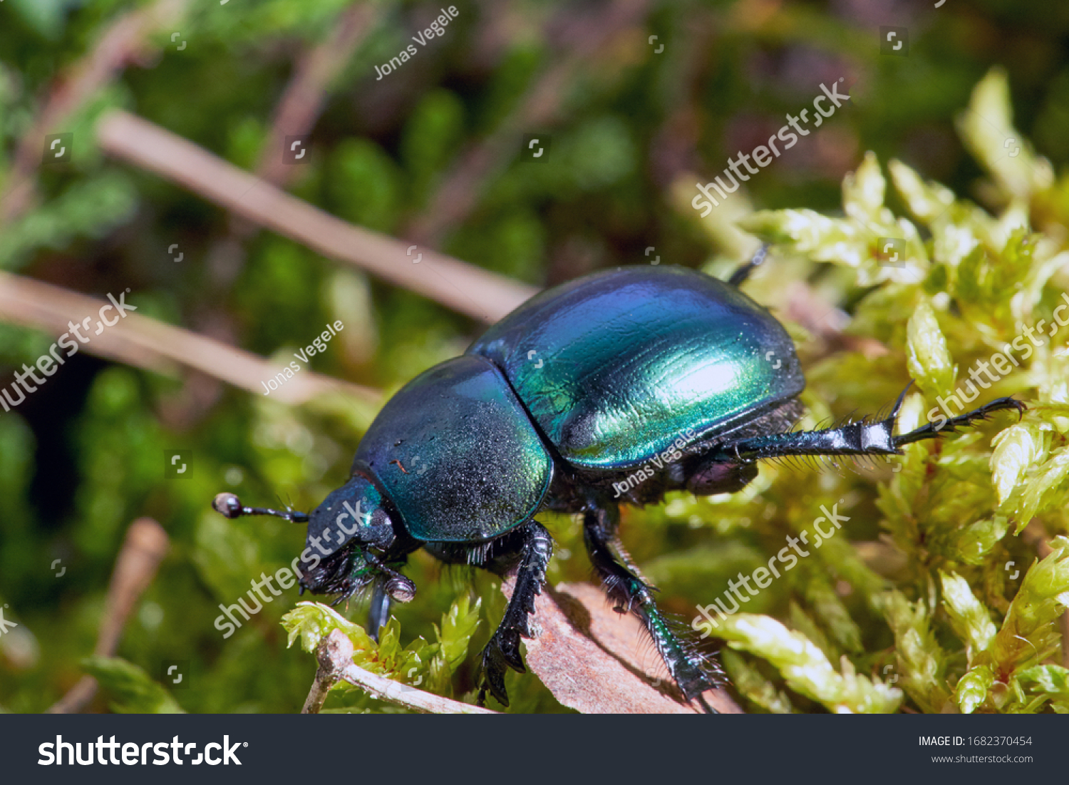 Dor beetle (Anoplotrupes stercorosus) in summer forest, selective focus. Beautiful beetle Dor beetle.  #1682370454