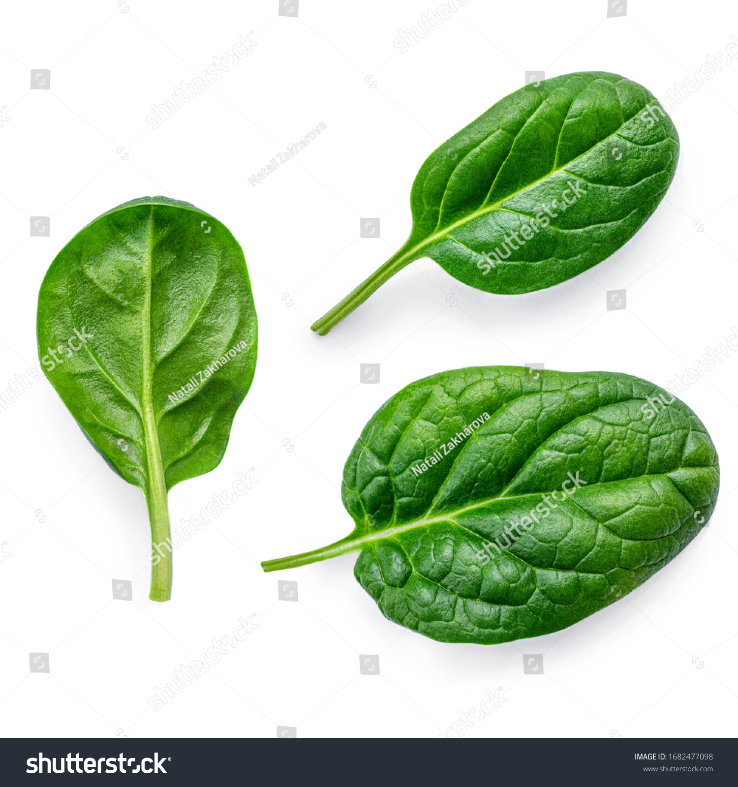 Spinach leaves  isolated on white background. Various Spinach Macro.  Top view. Flat lay. #1682477098