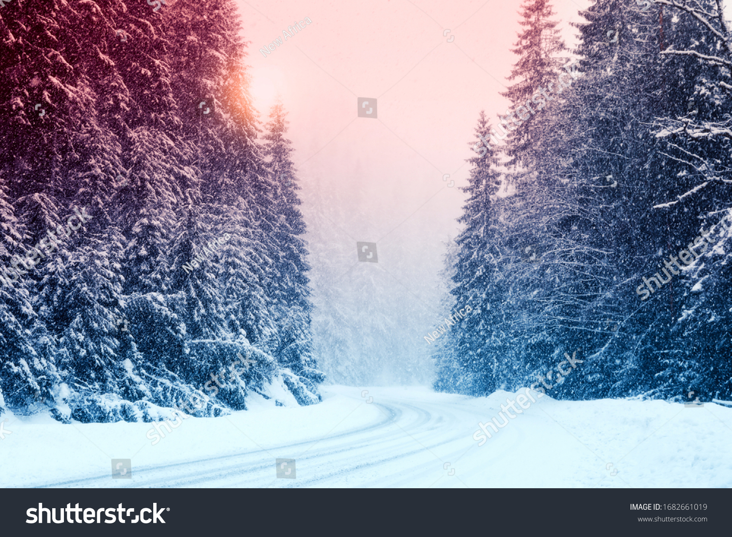 Snowy road and conifer forest on winter day. Color tone  #1682661019