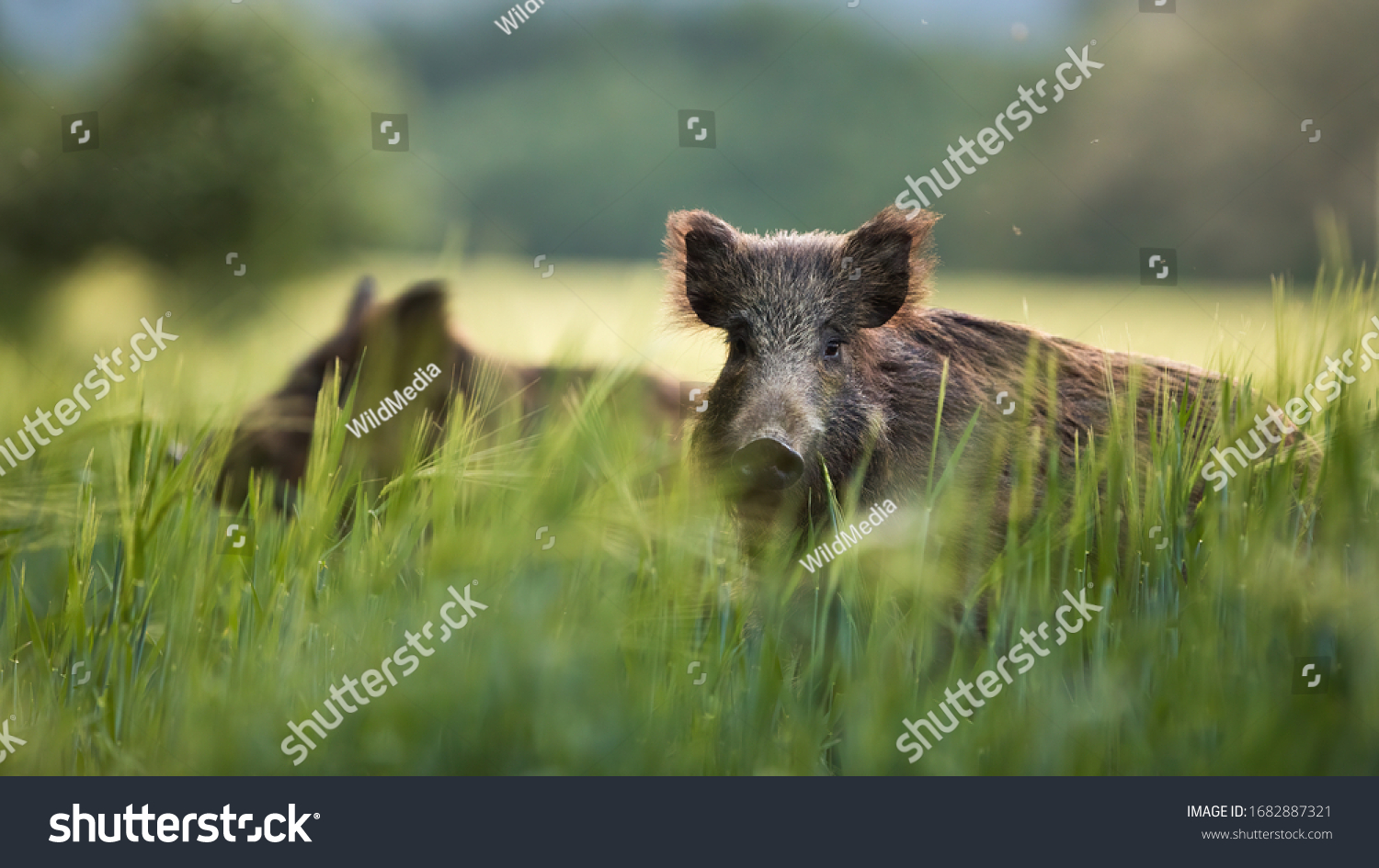 Wild boars feeding on green grain field in summer. Wild pig hiding in agricultural country copy space. Vertebrate grazing in summertime with blurred background.
