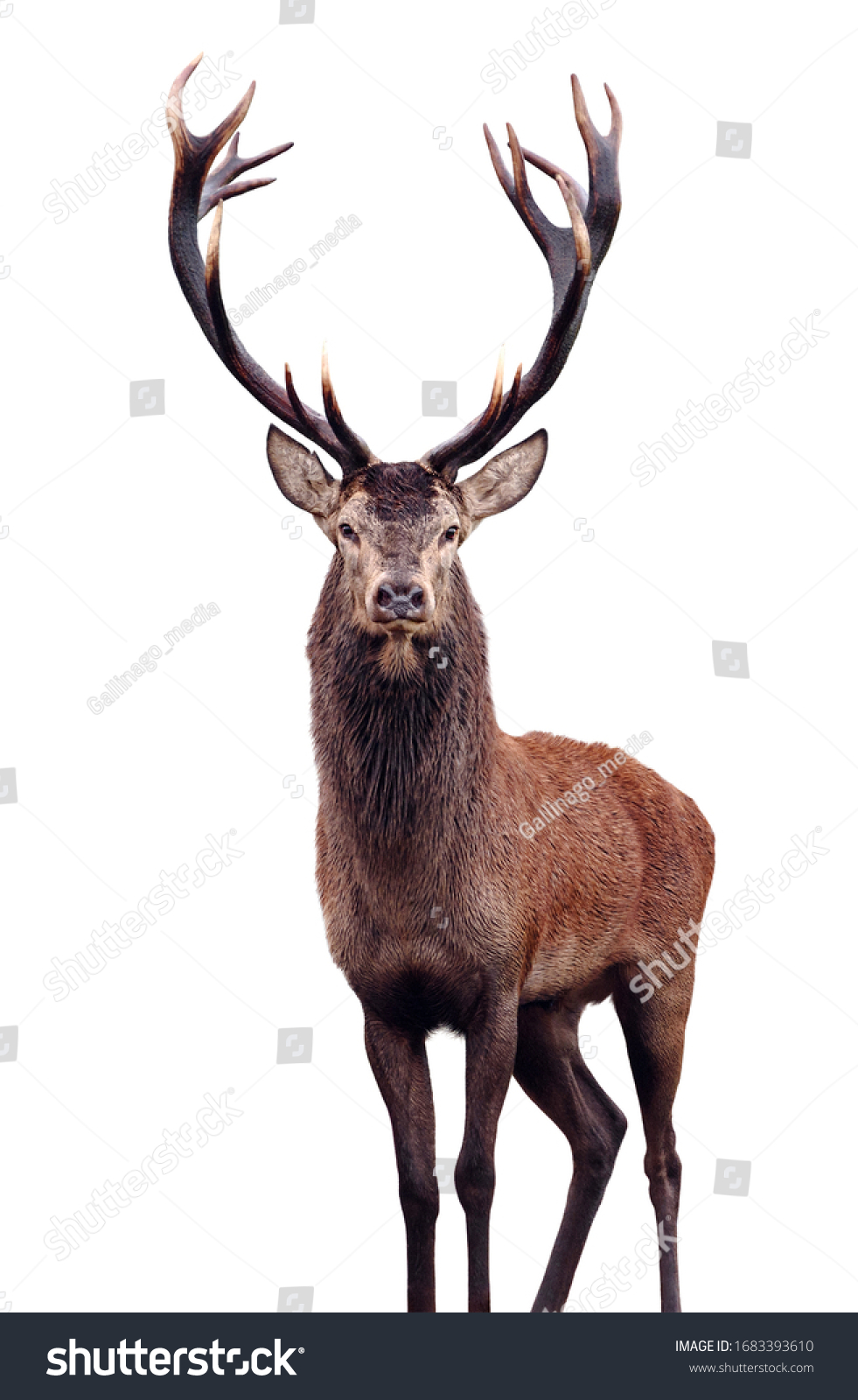 Mature Red Deer Stag isolated on white. #1683393610
