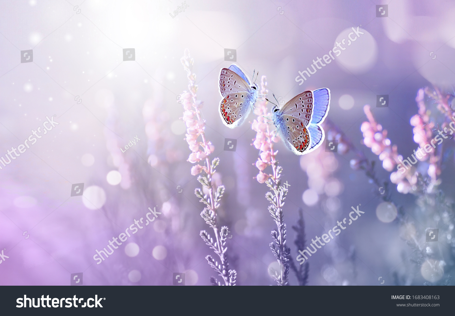 Amazing beautiful colorful natural scenery. Lavender flowers and two butterfly in rays of summer sunlight in spring outdoors on nature macro, soft focus. Atmospheric photo, gentle artistic image.