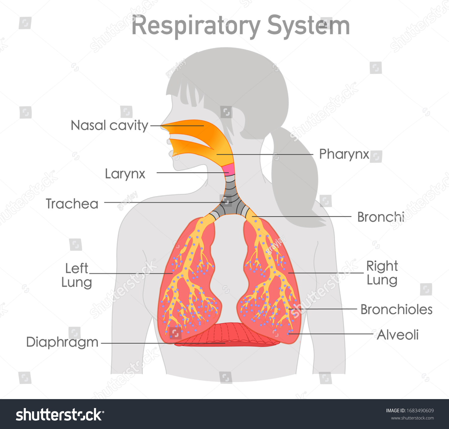 Respiratory system anatomy. Respiration - Royalty Free Stock Vector ...