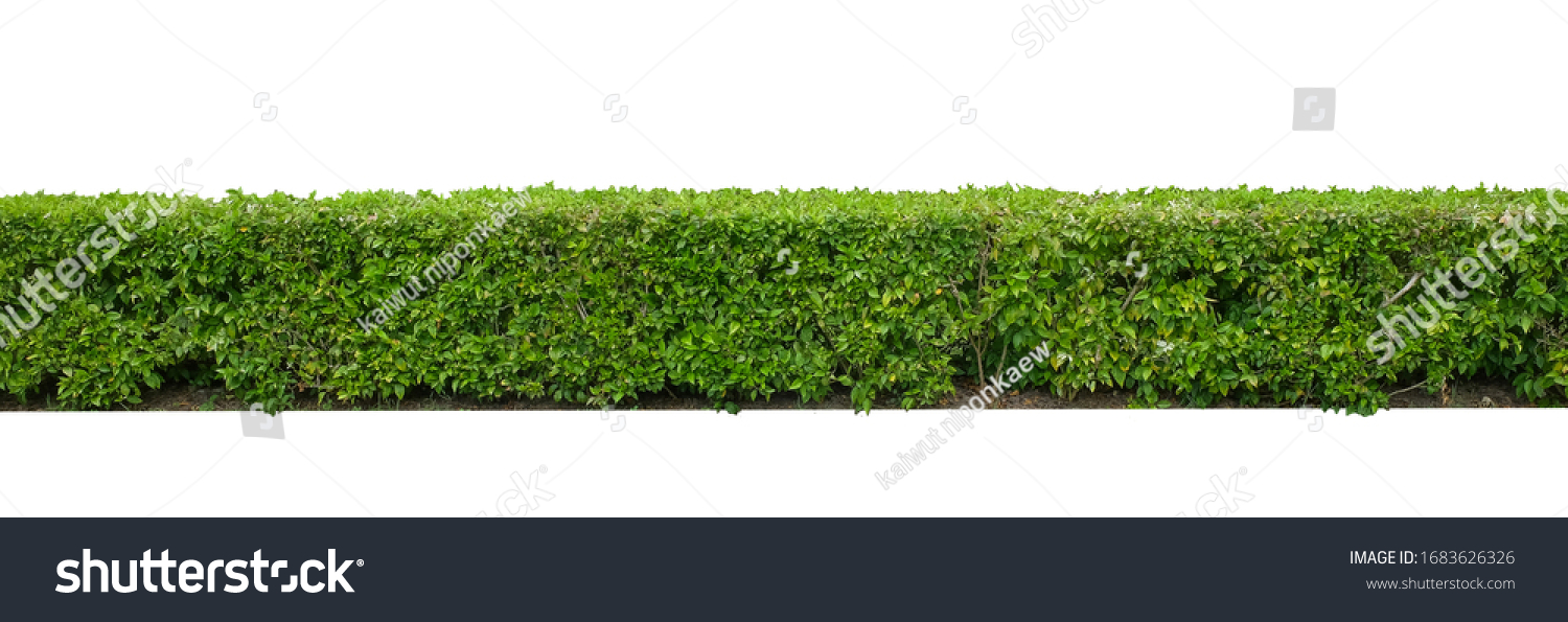 Green hedge or Green Leaves Wall  isolated on white background,with clipping path,Green bush ,The garden or the Park.


 #1683626326