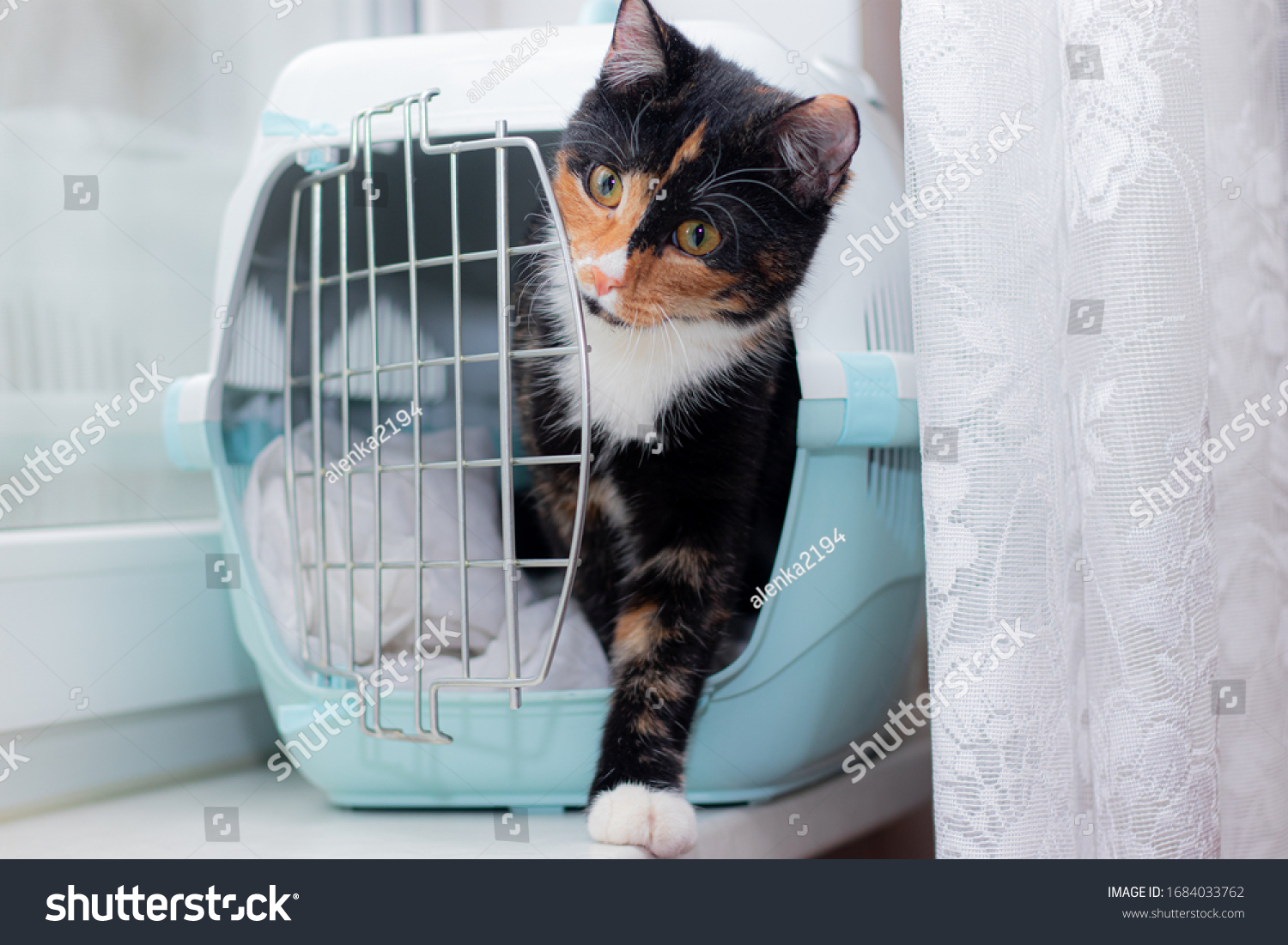 The cat sits in a carrier for animals .Transportation of animals. Article about animal transportation. Adult tortoiseshell cat. #1684033762