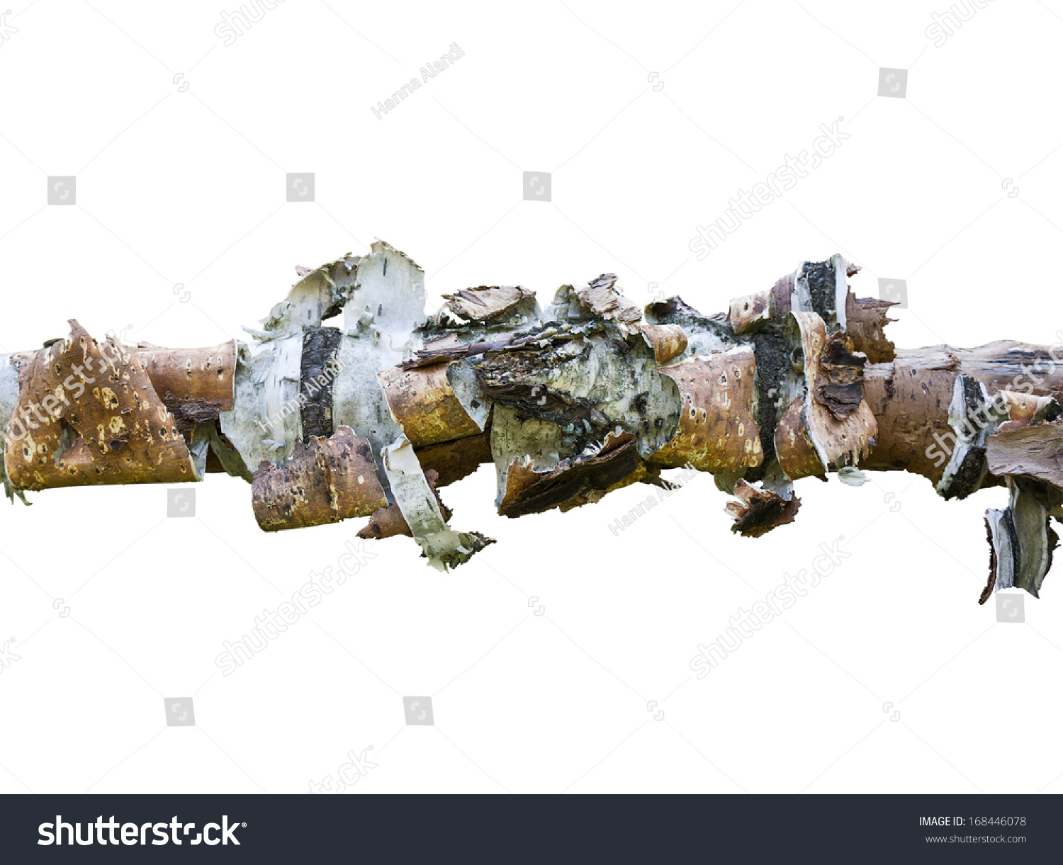 Withered birch isolated on white background #168446078