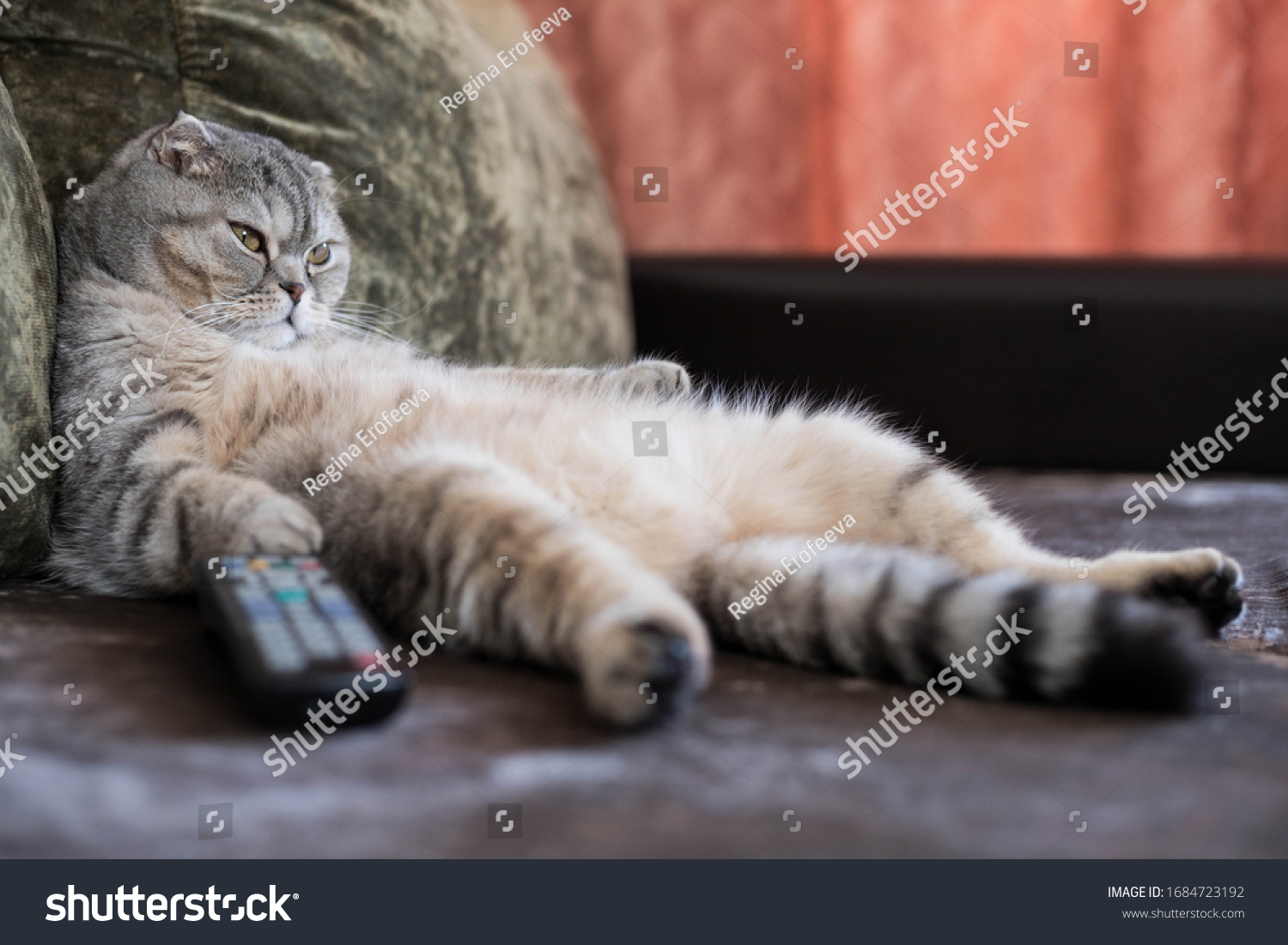 A lazy fat cat is lying asleep on the sofa with a remote control from the TV #1684723192