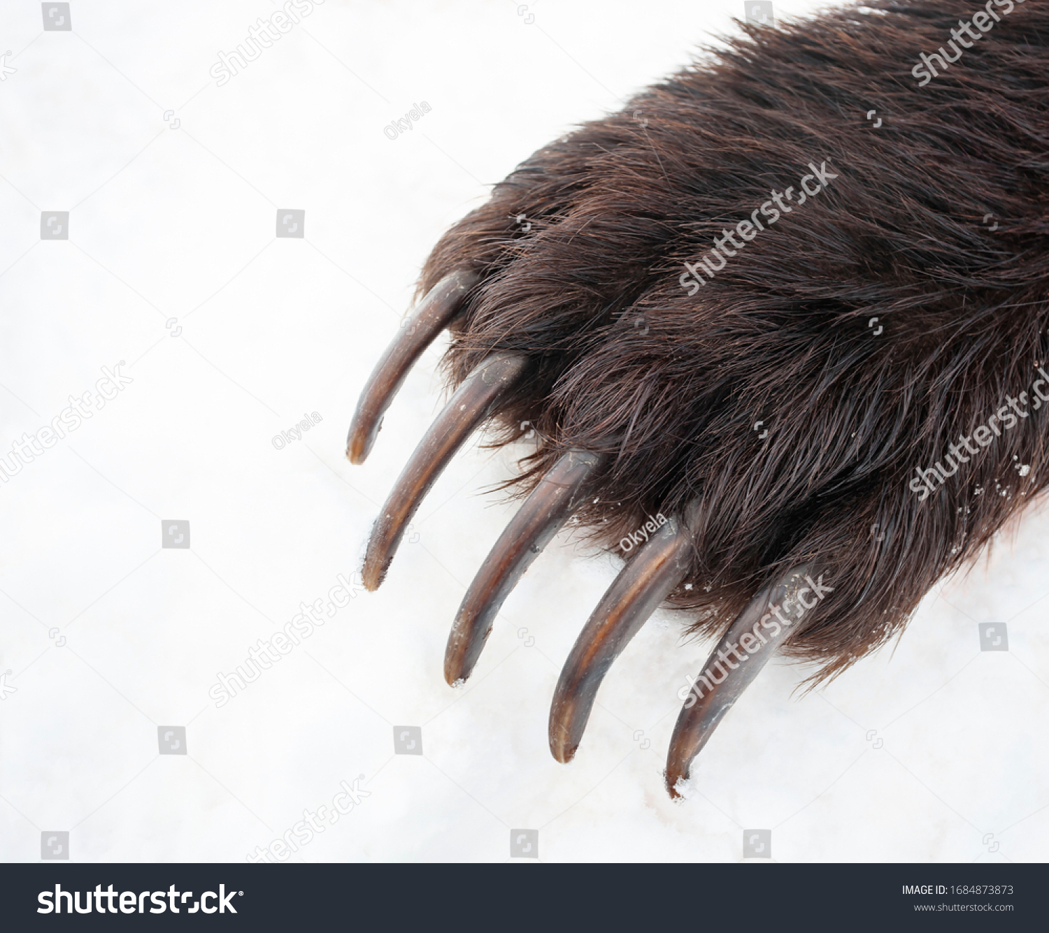 Long bear claws on the front right paw. Kamchatka bear claws on the background of spring white snow.  #1684873873